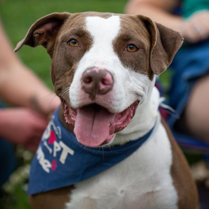Hayden, a Adoptable Mixed Breed in Little Rock, AR image 5/6