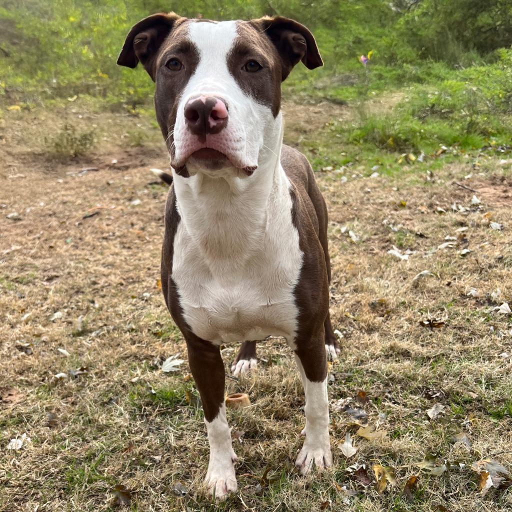 Hayden, a Adoptable Mixed Breed in Little Rock, AR image 6/6