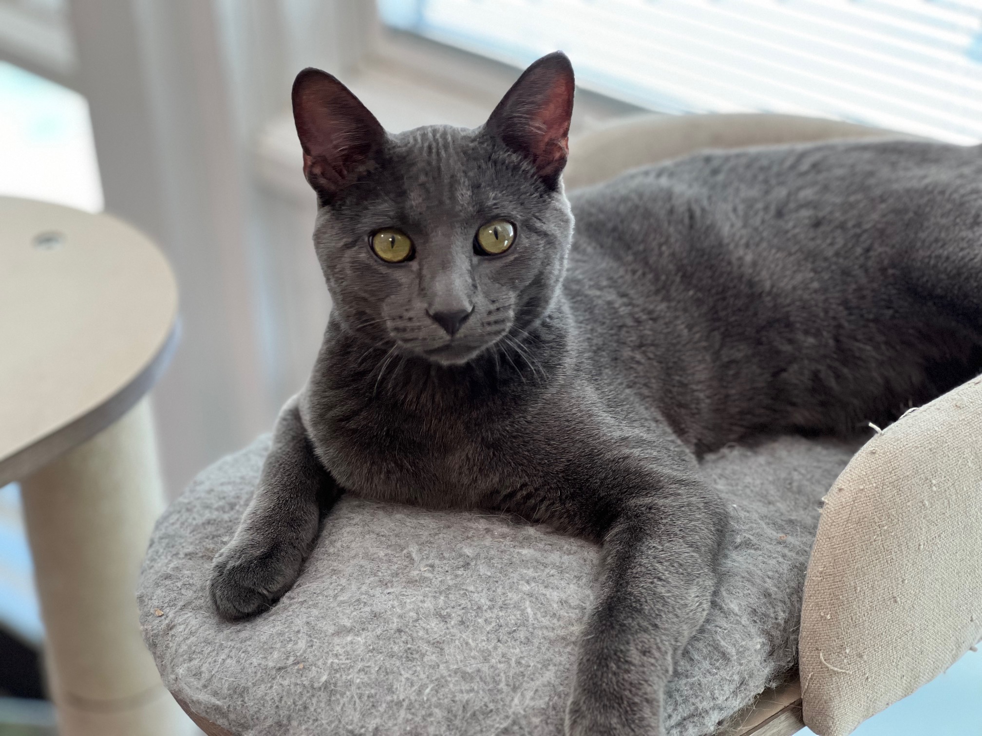 Sky, Young Male Domestic Short Hair