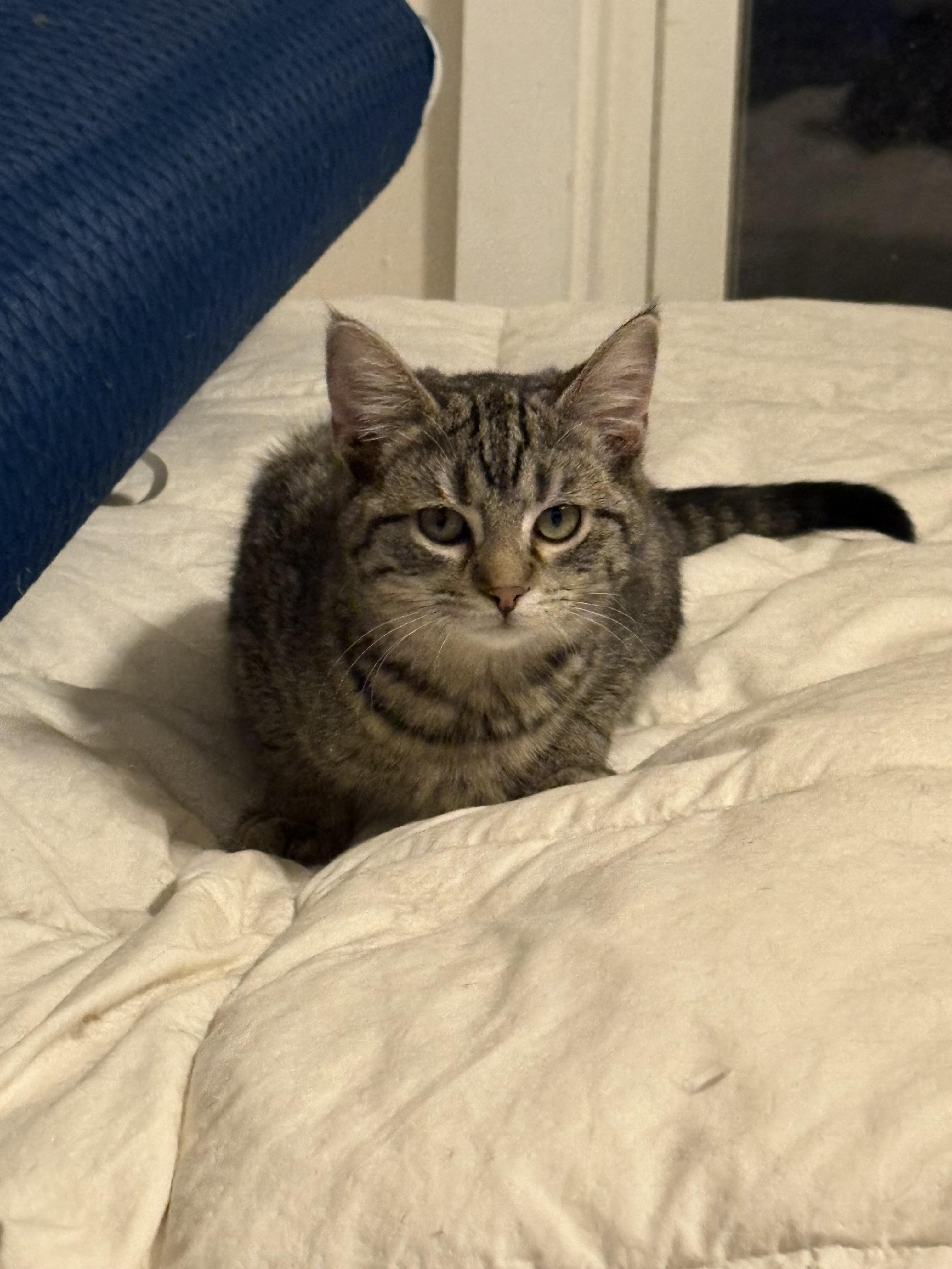 AJ, Adopted, Young Male Domestic Short Hair.