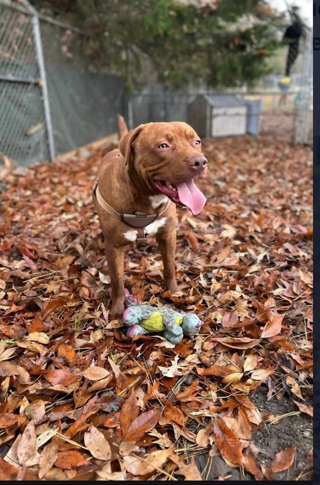 Dorito, Adoptable, Young Male Mixed Breed.