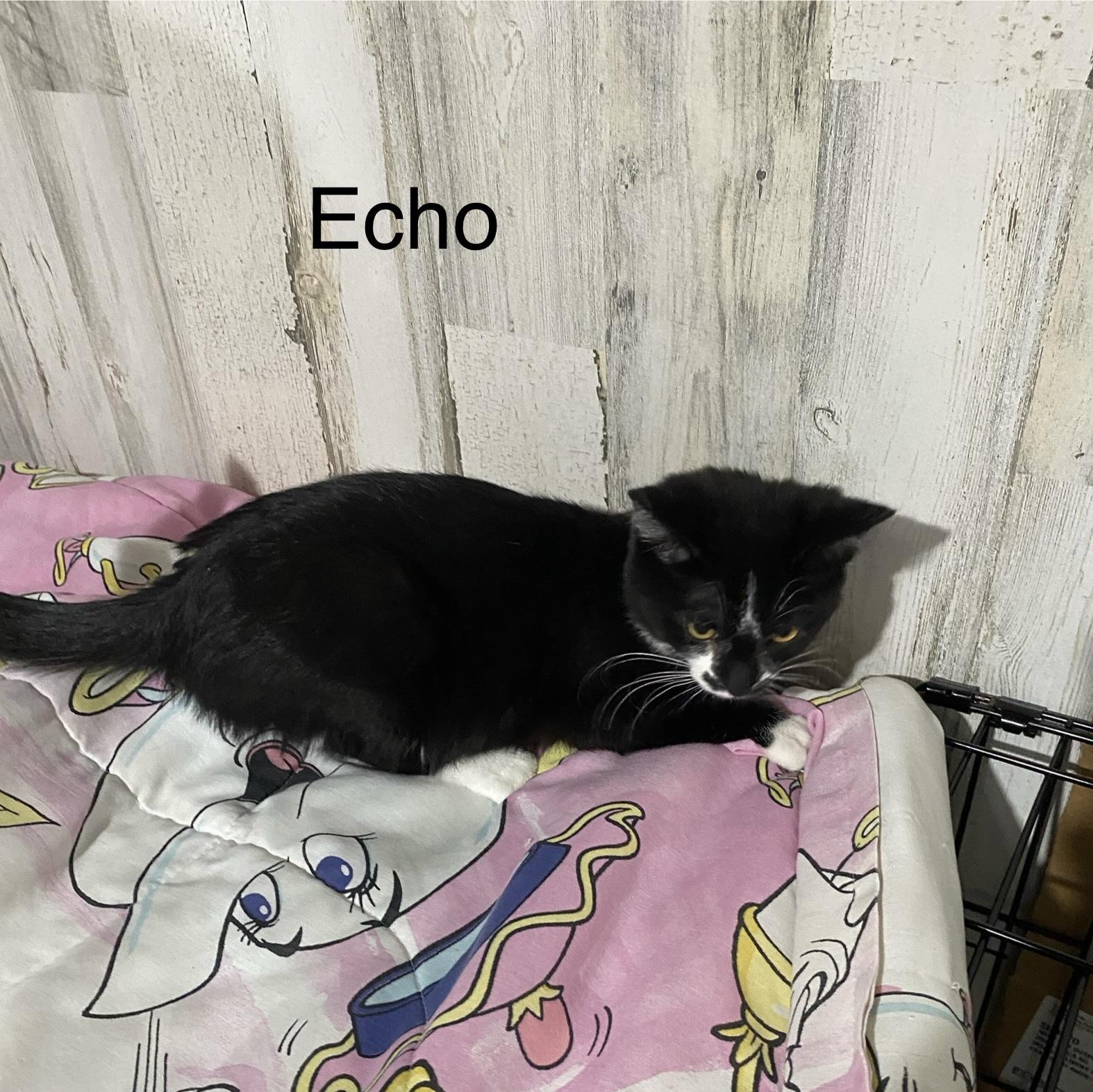 Echo  Extremely Sweet thumbnail 2