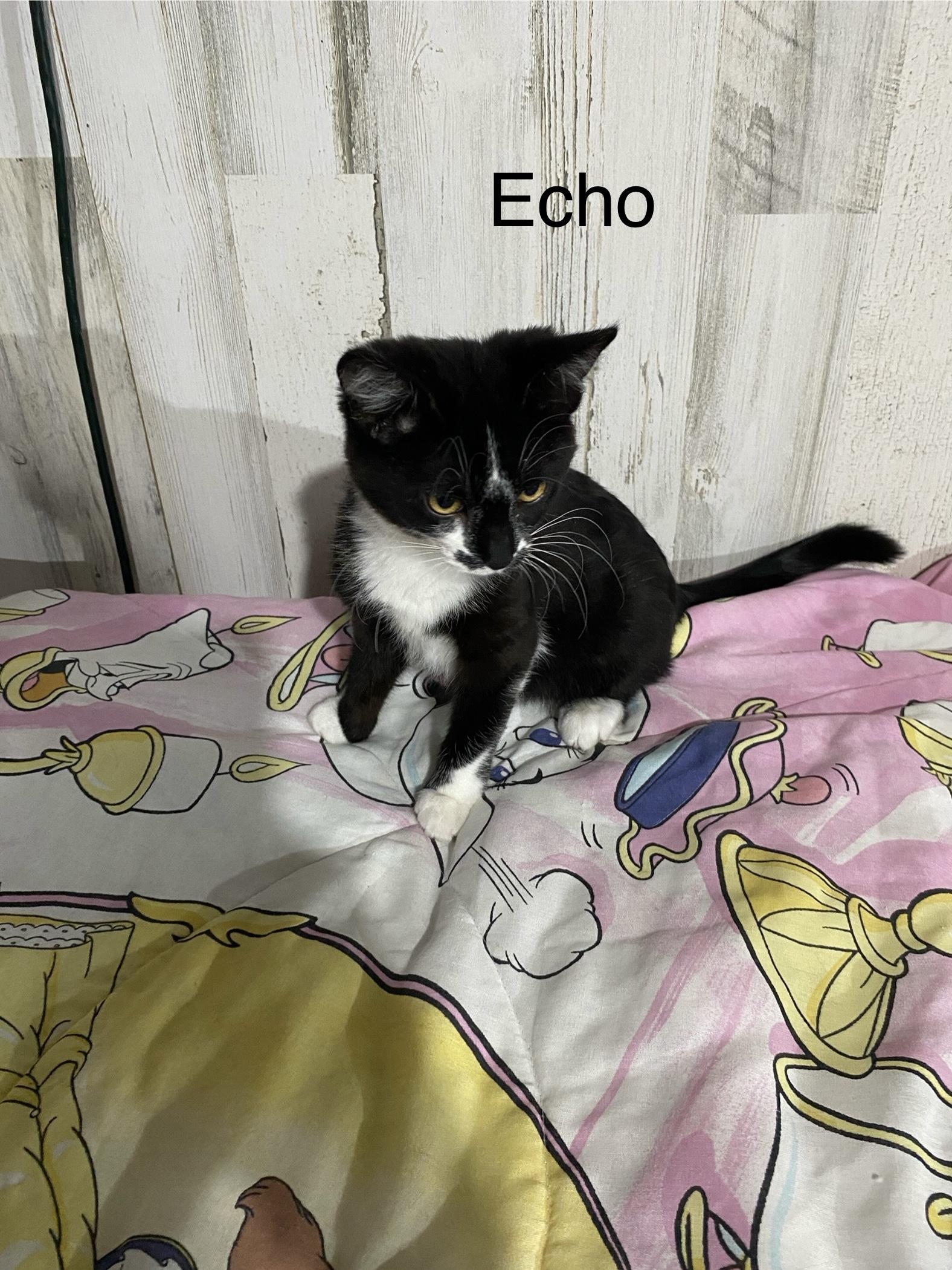 Echo  Extremely Sweet thumbnail 3