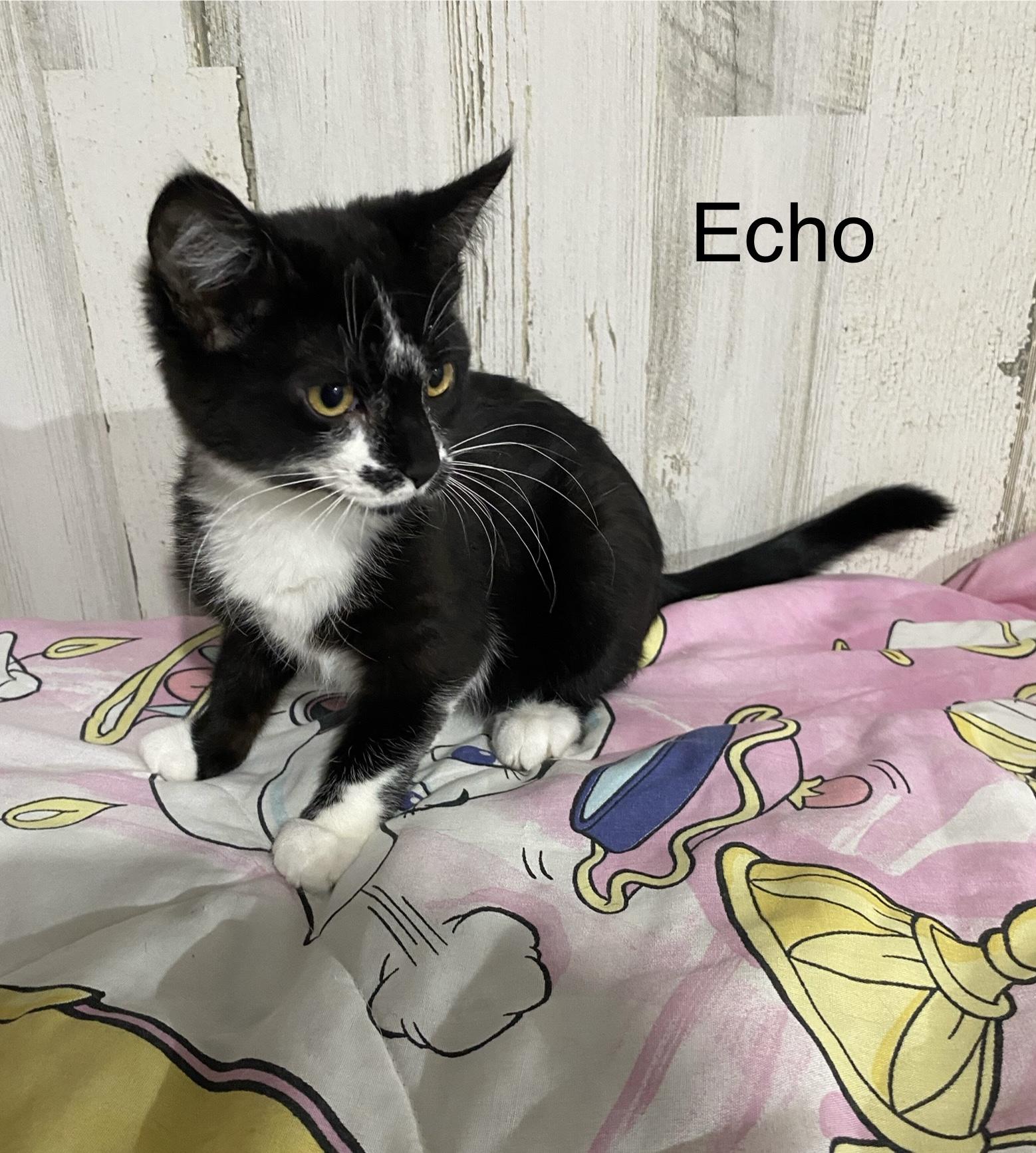 Echo - extremely sweet & friendly, ADOPTABLE, Kitten Female Tuxedo.