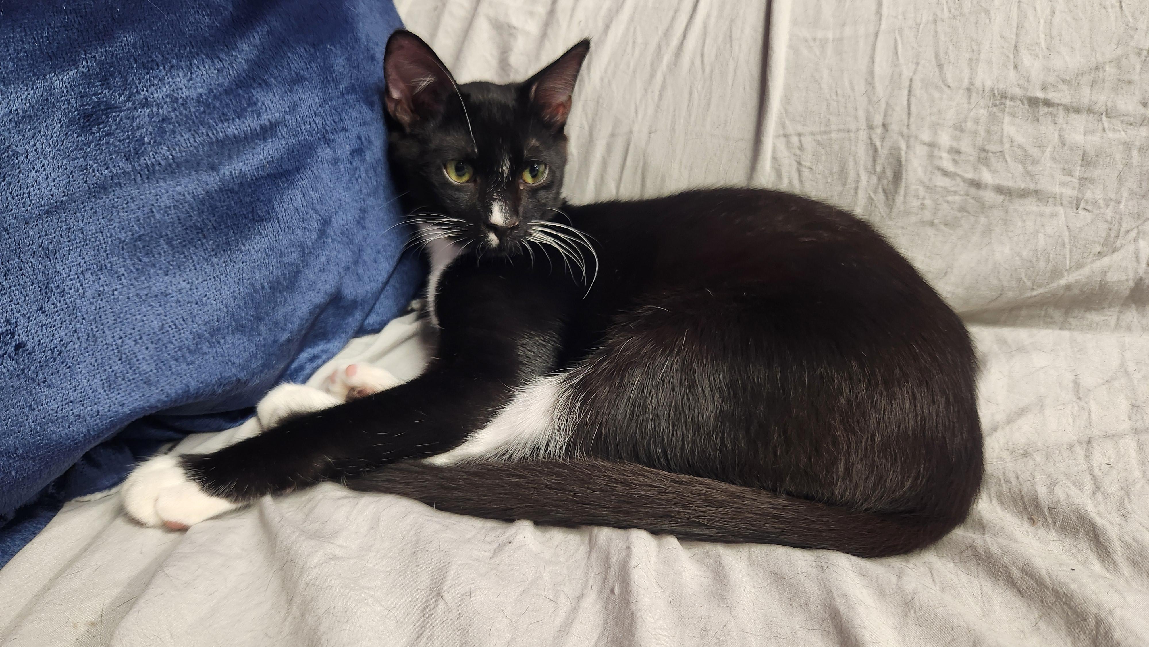 Enlarge JonLuc, an adopted Domestic Short Hair in Stow, MA image 1/5