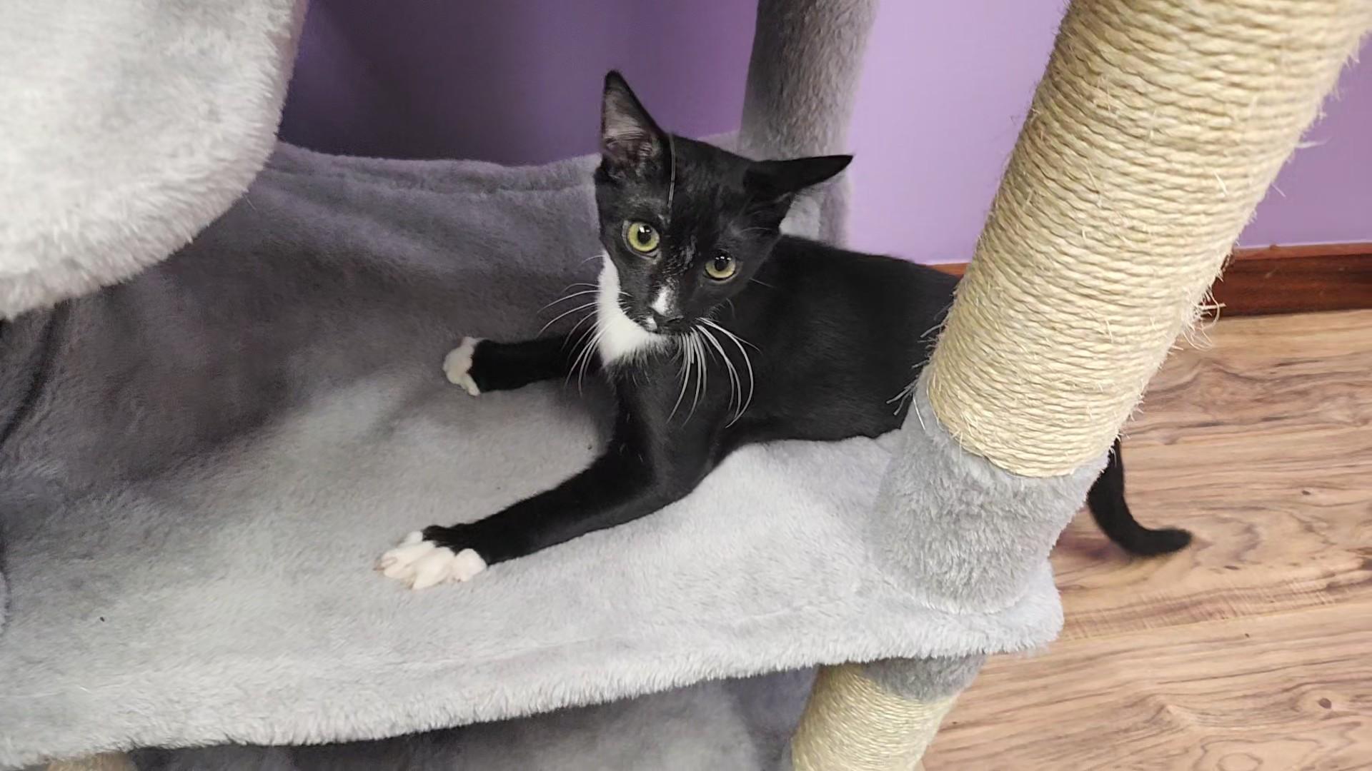 Enlarge JonLuc, an adopted Domestic Short Hair in Stow, MA image 2/5