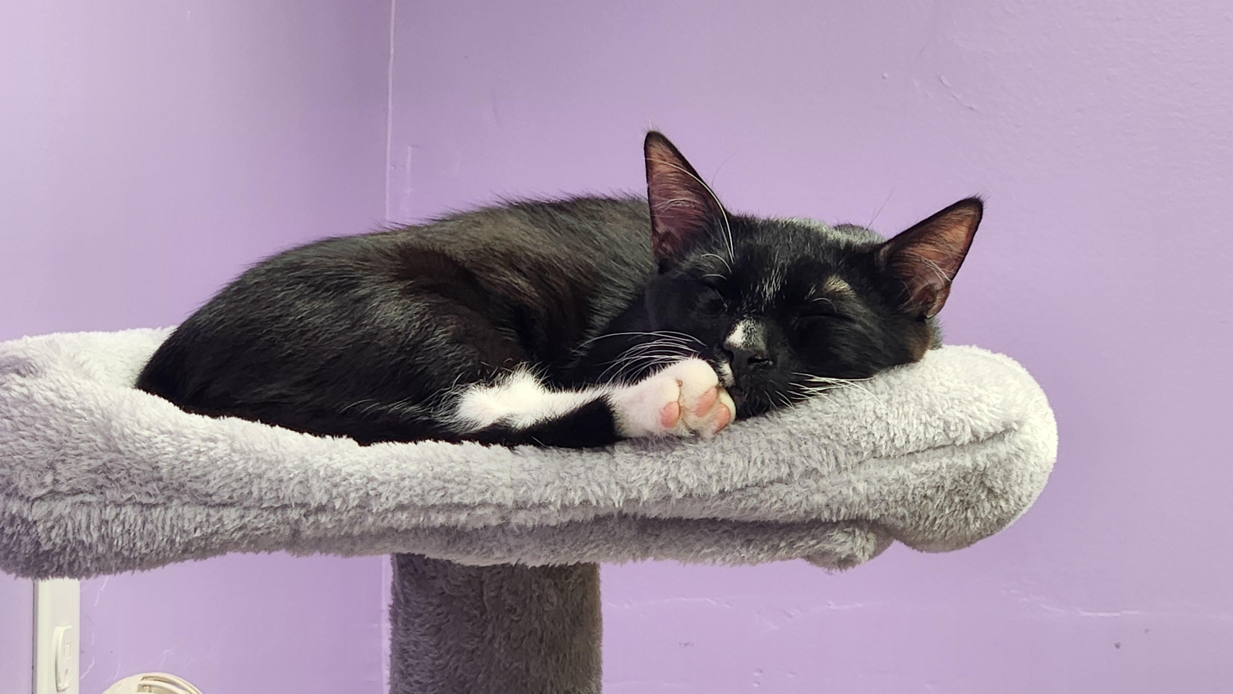 Enlarge JonLuc, an adopted Domestic Short Hair in Stow, MA image 3/5