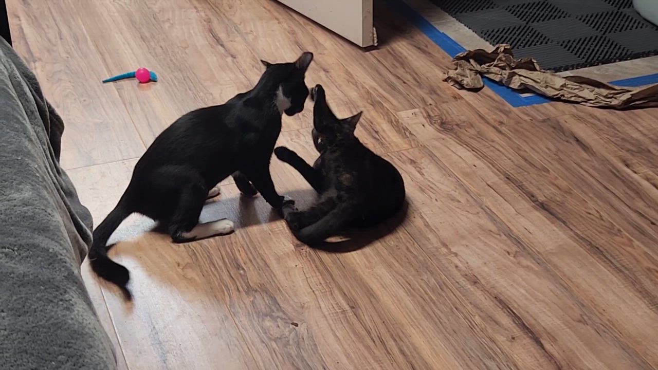 Enlarge JonLuc, an adopted Domestic Short Hair in Stow, MA video 5/5