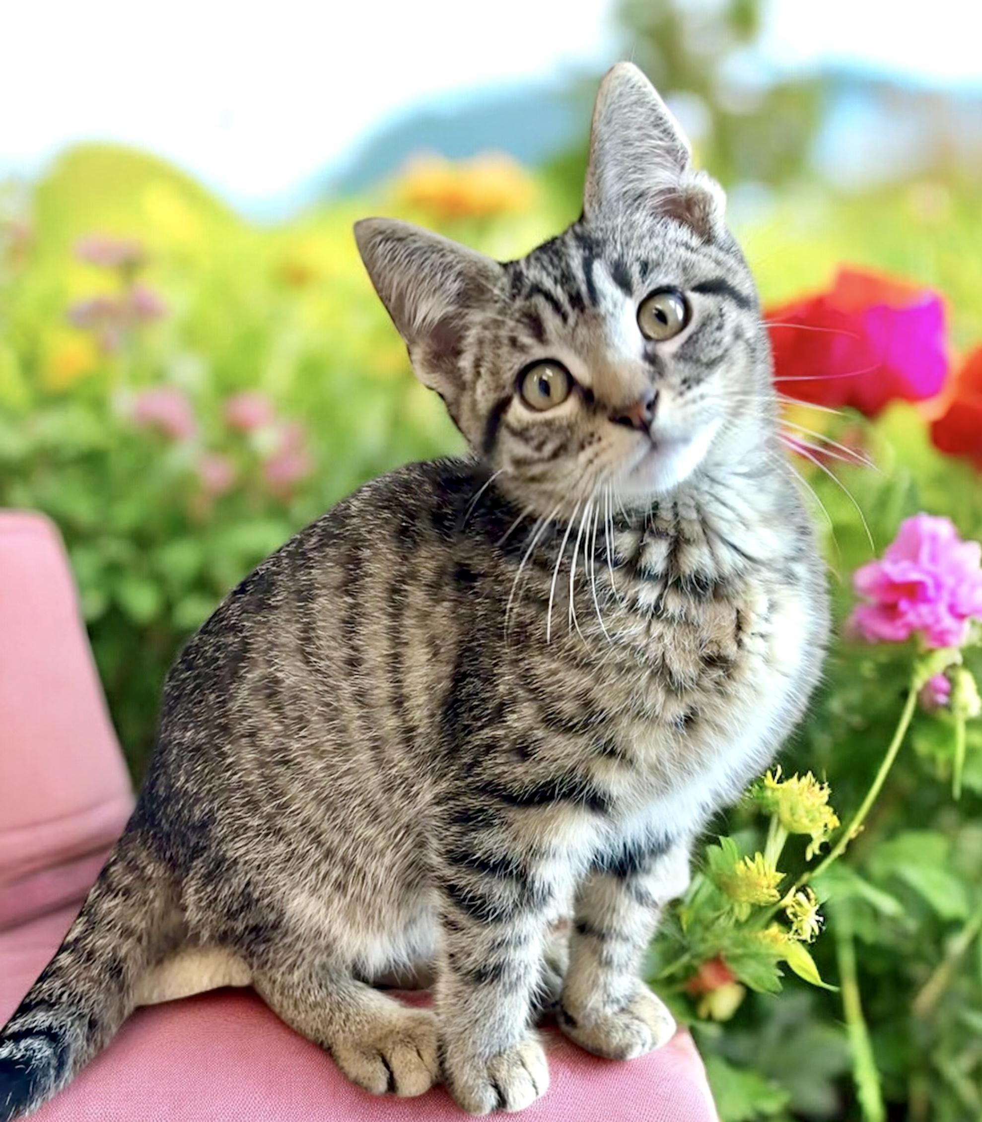 Shrike - KITTEN