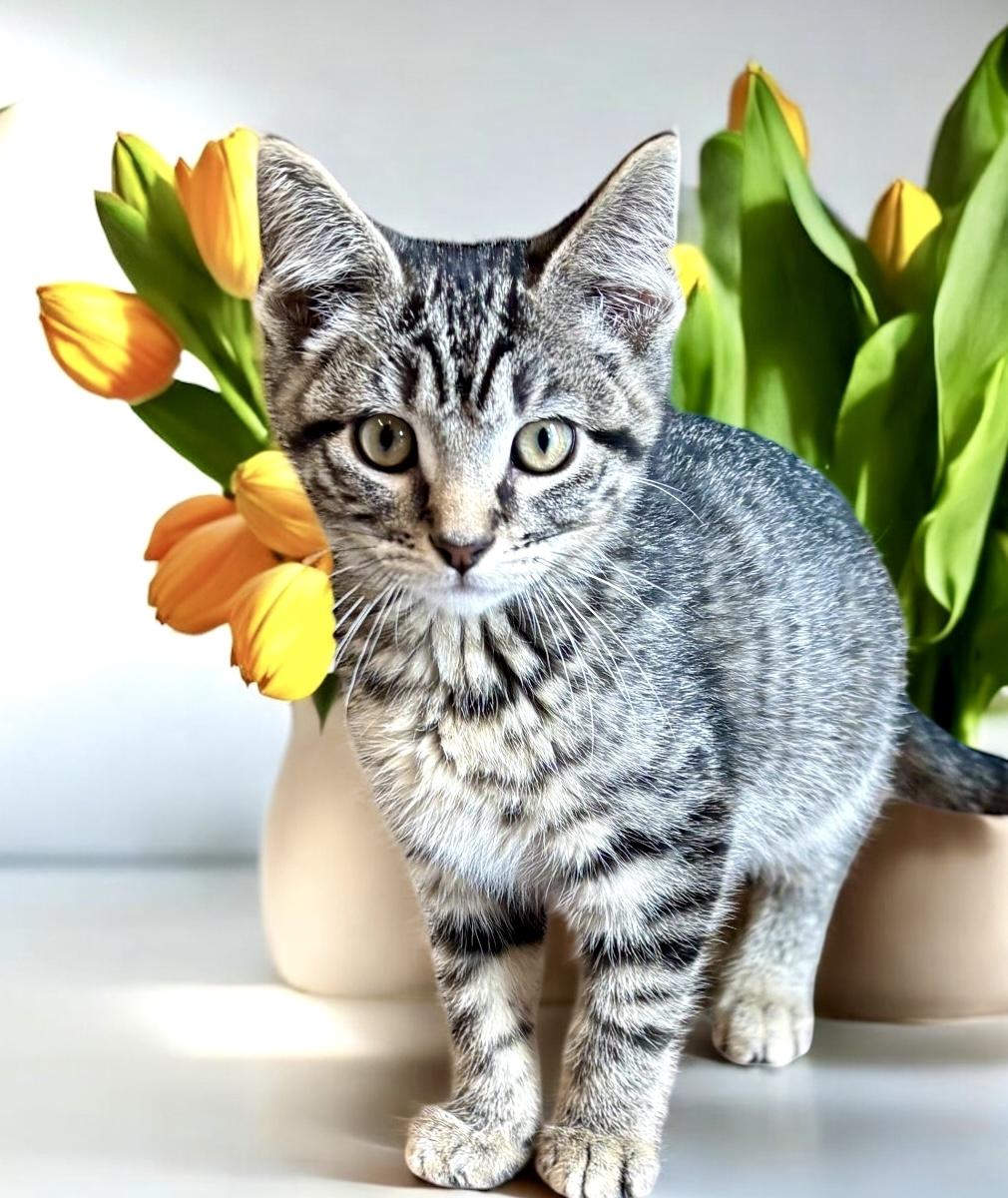 Shrike - KITTEN