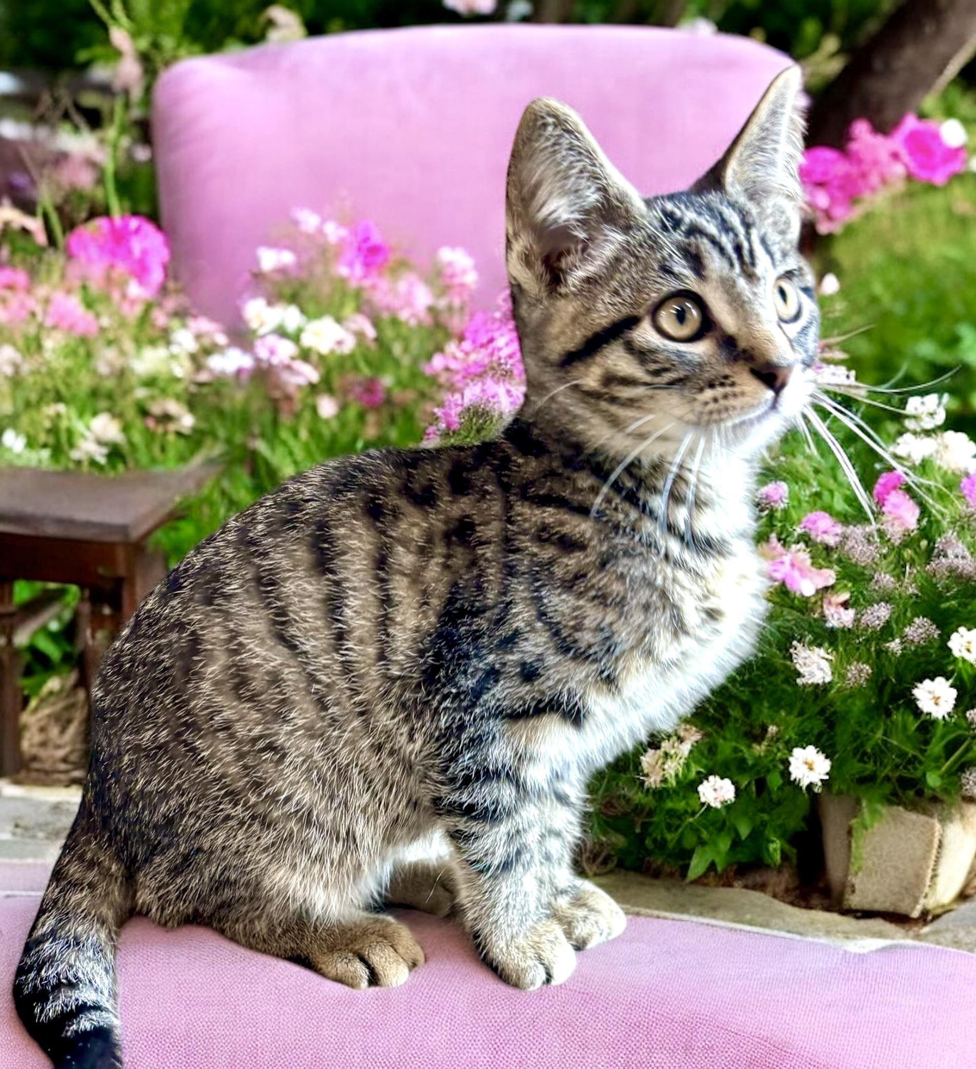 Shrike - KITTEN