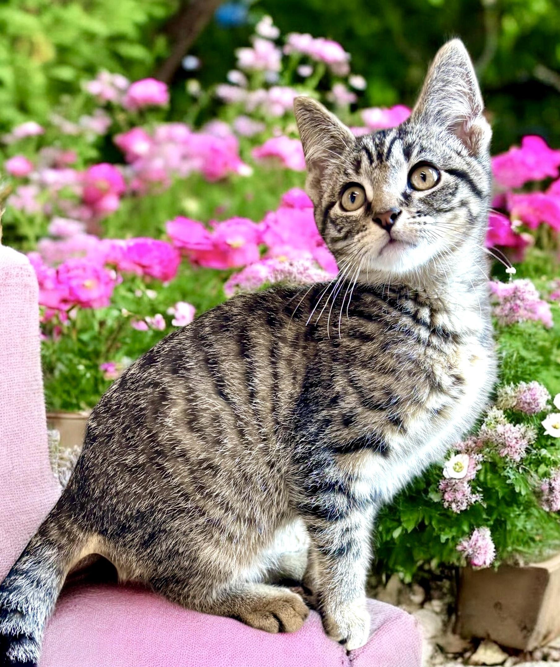 Shrike - KITTEN