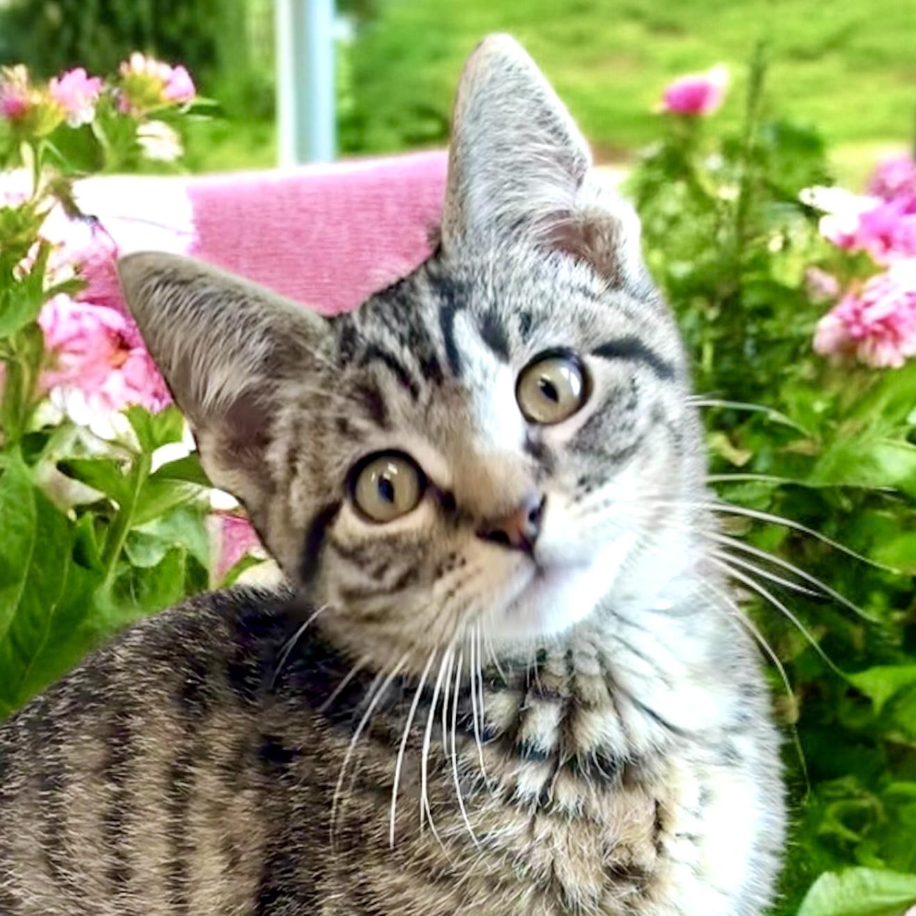 Shrike - KITTEN