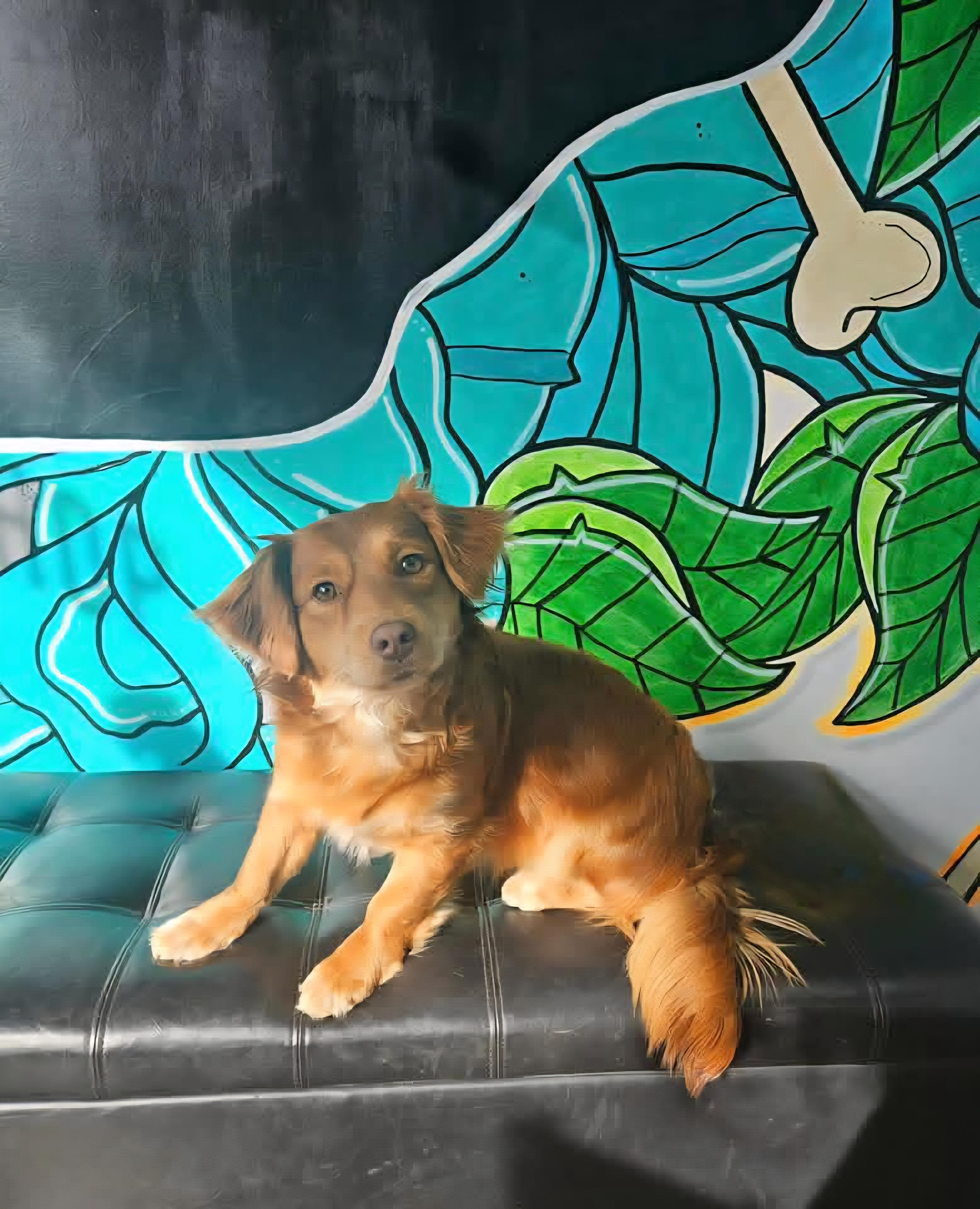 Enlarge MELODY tinycauseadopt@gmail.com , a ADOPTABLE mixed breed in Vandergrift, PA image 2/4