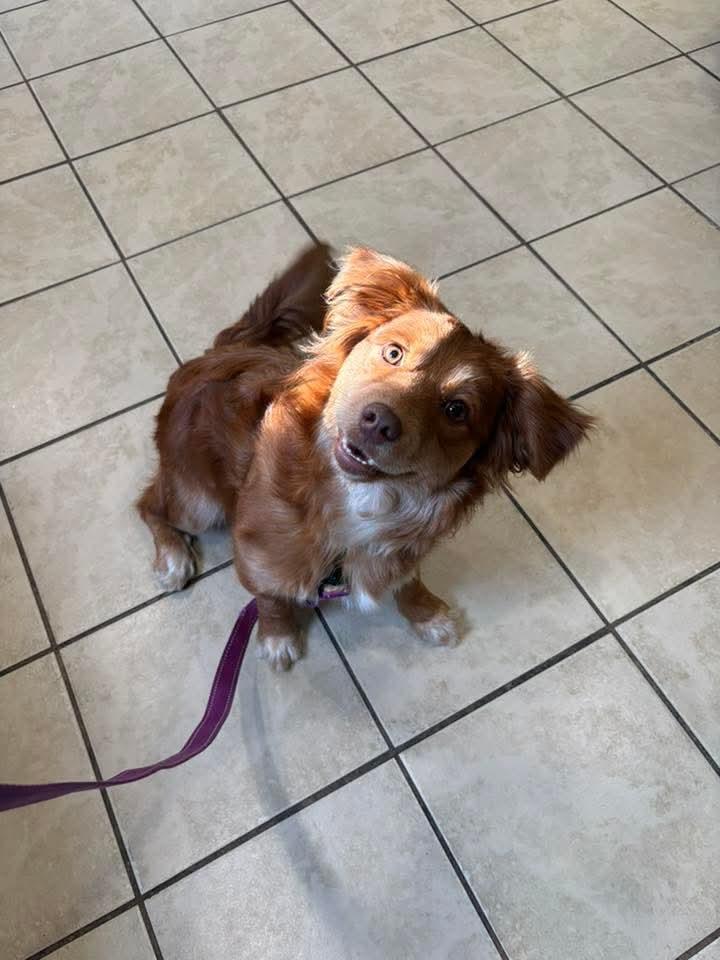 Enlarge MELODY tinycauseadopt@gmail.com , a ADOPTABLE mixed breed in Vandergrift, PA image 4/4