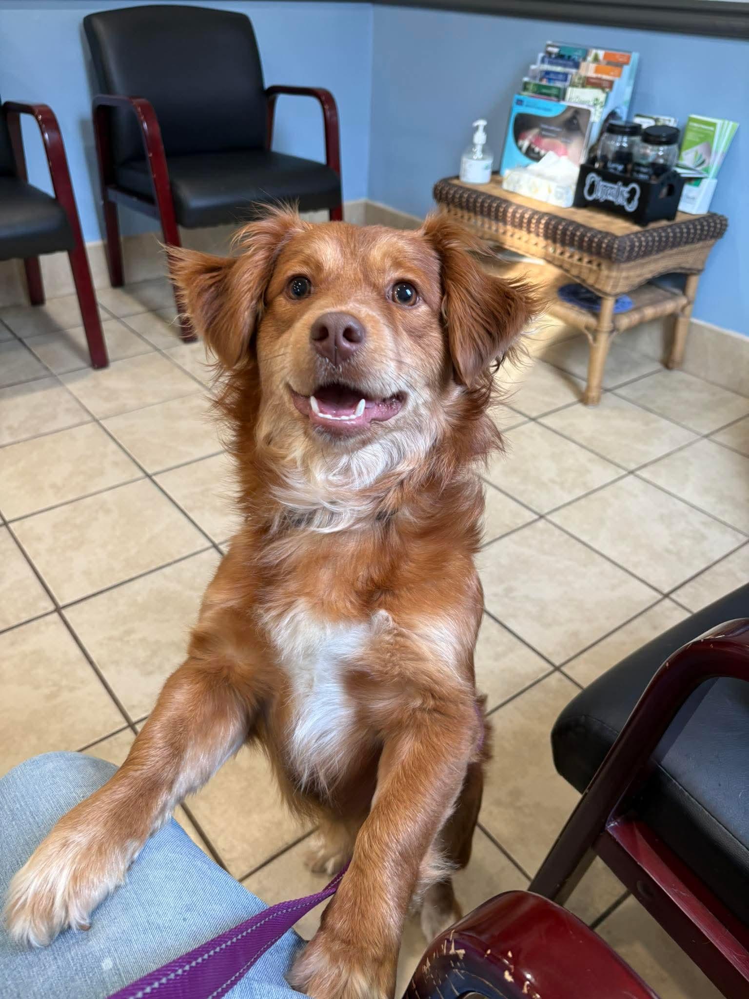 MELODY tinycauseadopt@gmail.com , ADOPTABLE, Young Female Retriever.