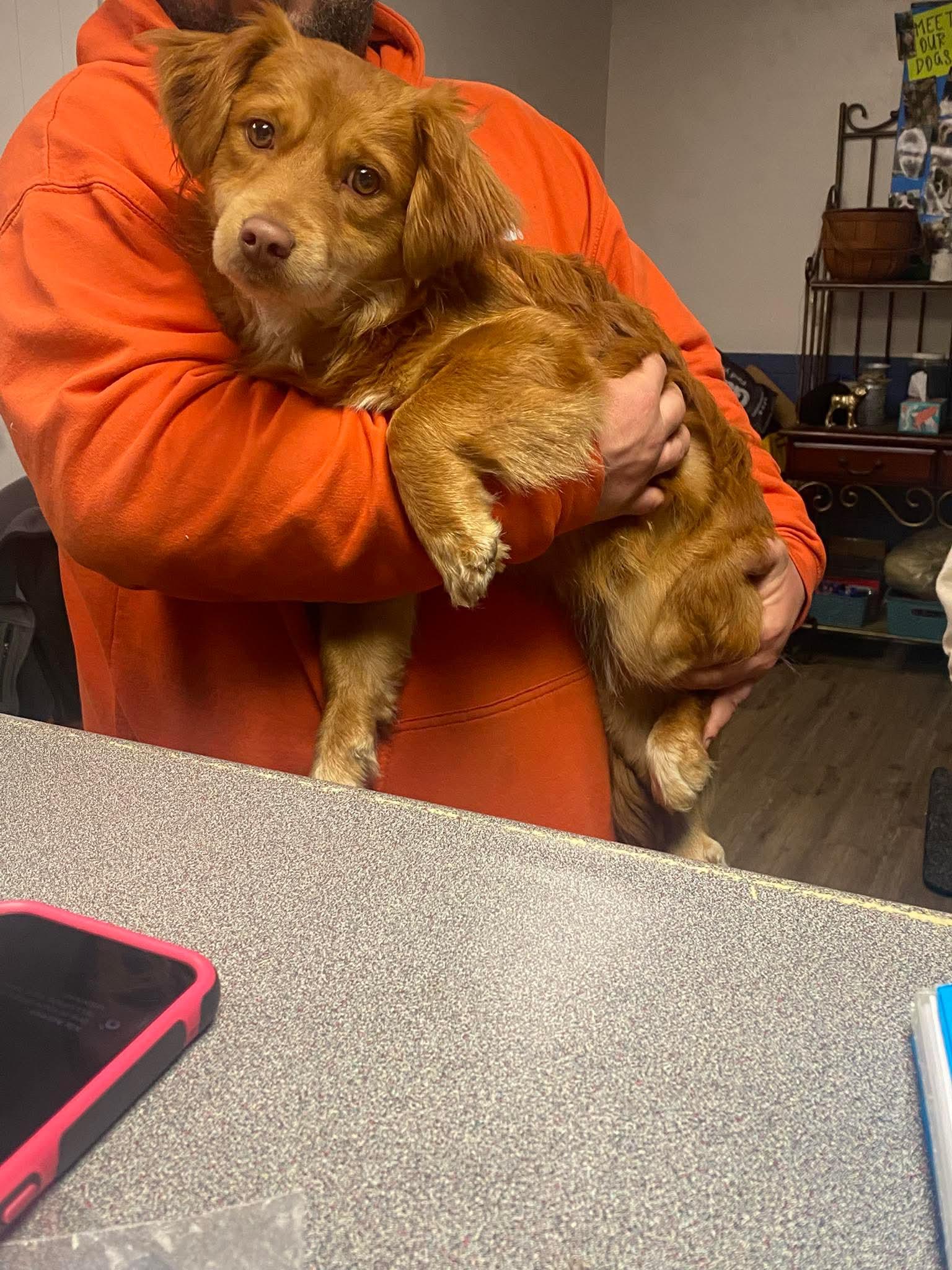 Enlarge MELODY tinycauseadopt@gmail.com , a ADOPTABLE mixed breed in Vandergrift, PA image 3/4