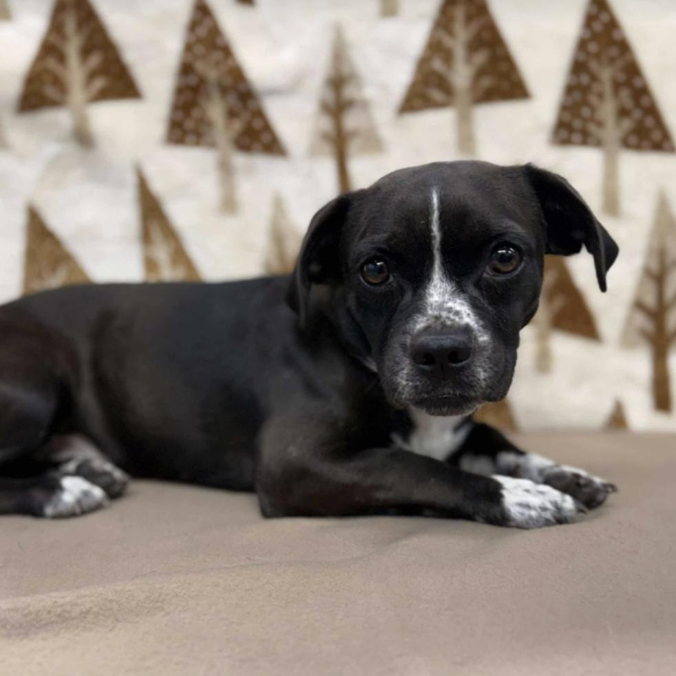 Enlarge Deeter, an adopted mixed breed in Fort Collins, CO image 1/5