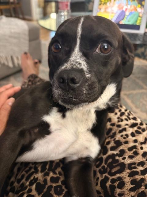 Enlarge Deeter, an adopted mixed breed in Fort Collins, CO image 5/5