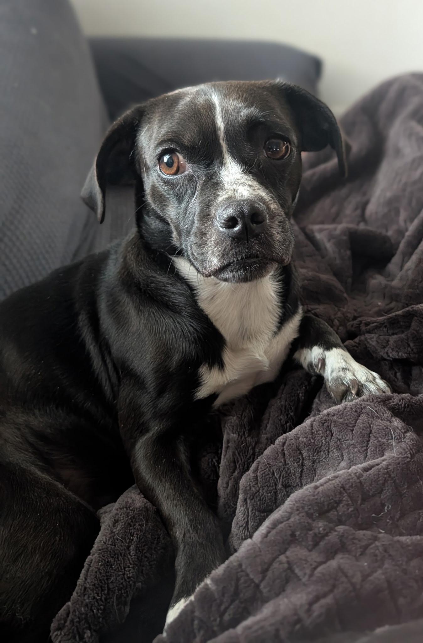 Enlarge Deeter, an adopted mixed breed in Fort Collins, CO image 2/5