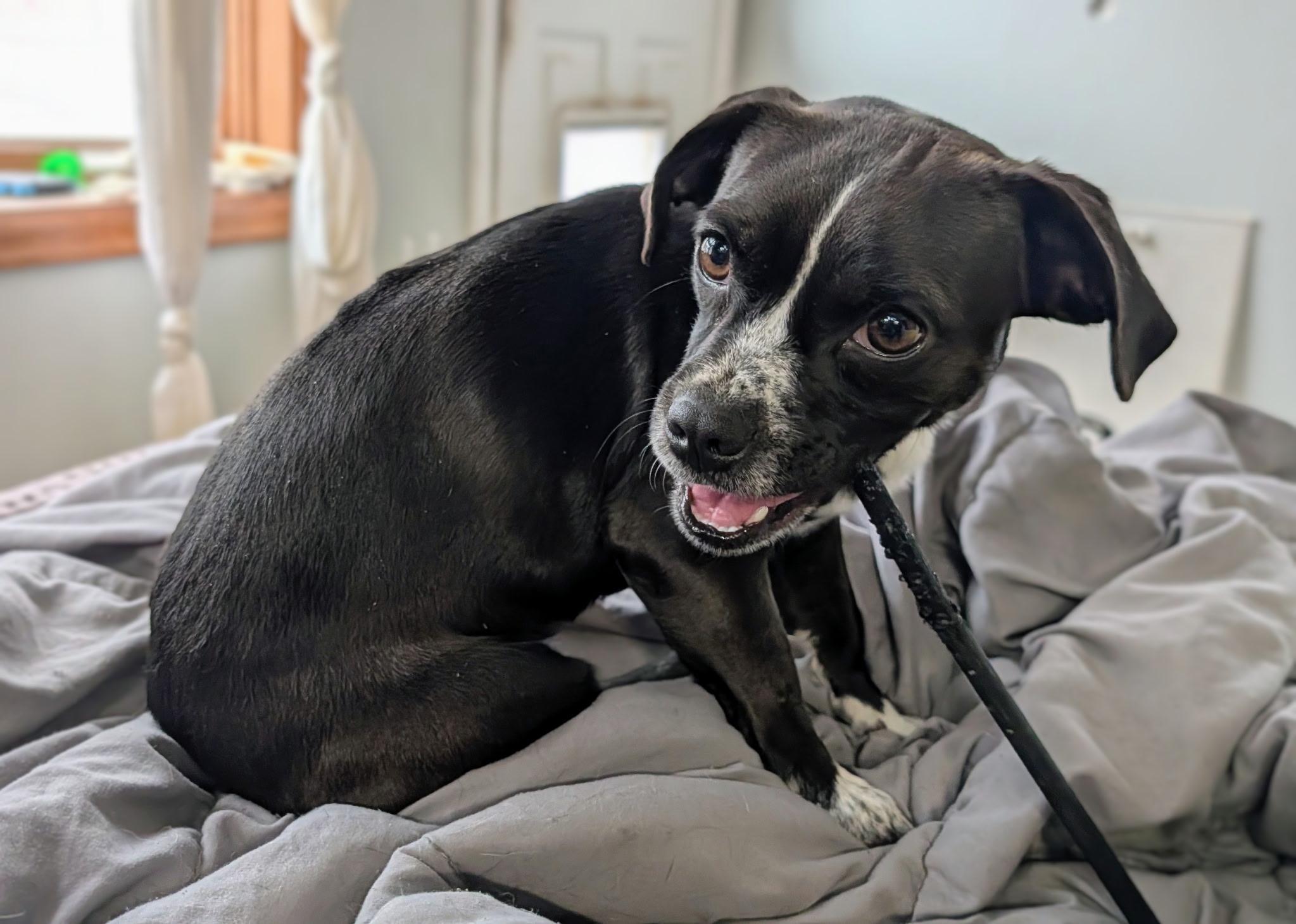 Enlarge Deeter, an adopted mixed breed in Fort Collins, CO image 4/5