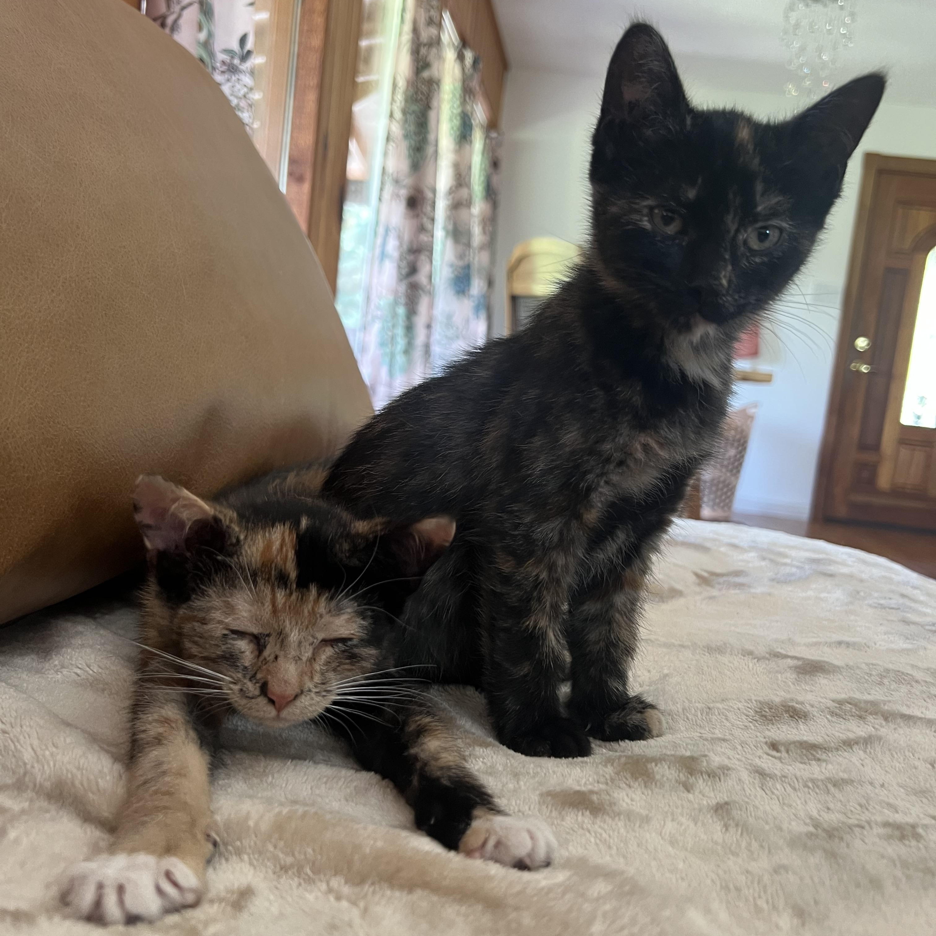 Enlarge Gwendolyn (bonded to Sabrina), a Adopted Domestic Short Hair in Asheville, NC image 3/4