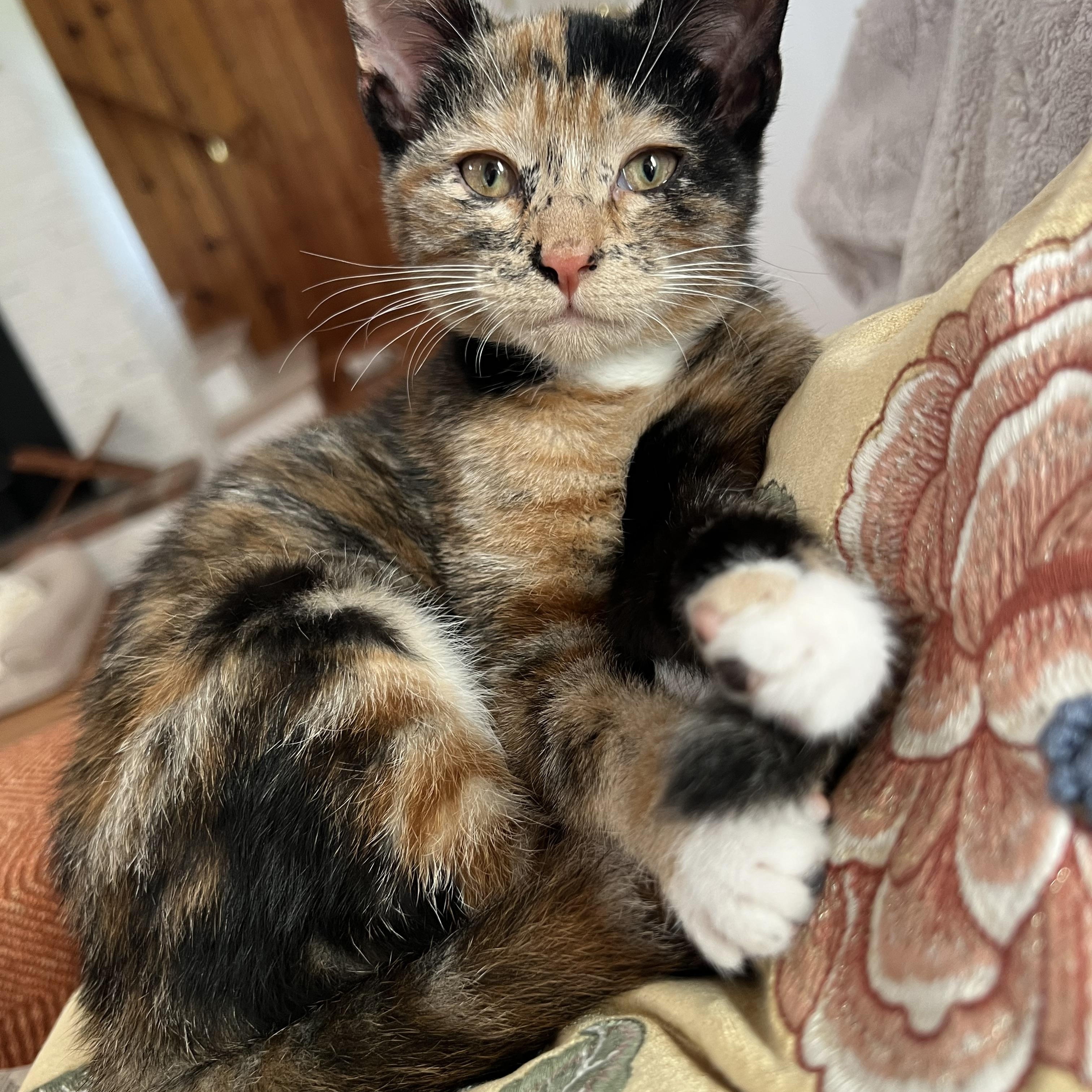 Gwendolyn (bonded to Sabrina), Adopted, Kitten Female Domestic Short Hair.