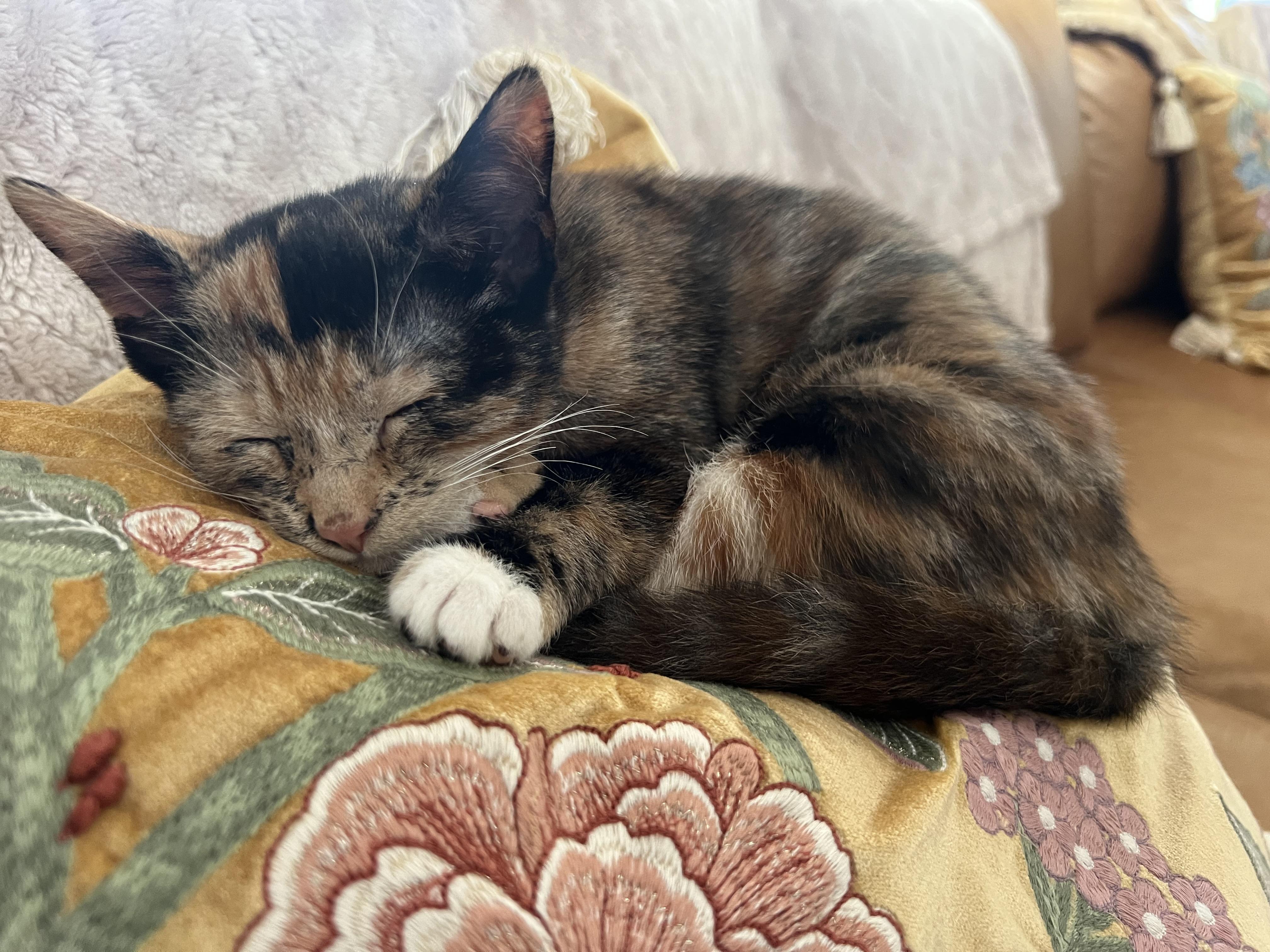 Enlarge Gwendolyn (bonded to Sabrina), a Adopted Domestic Short Hair in Asheville, NC image 2/4