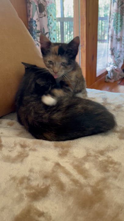 Enlarge Gwendolyn (bonded to Sabrina), a Adopted Domestic Short Hair in Asheville, NC video 4/4