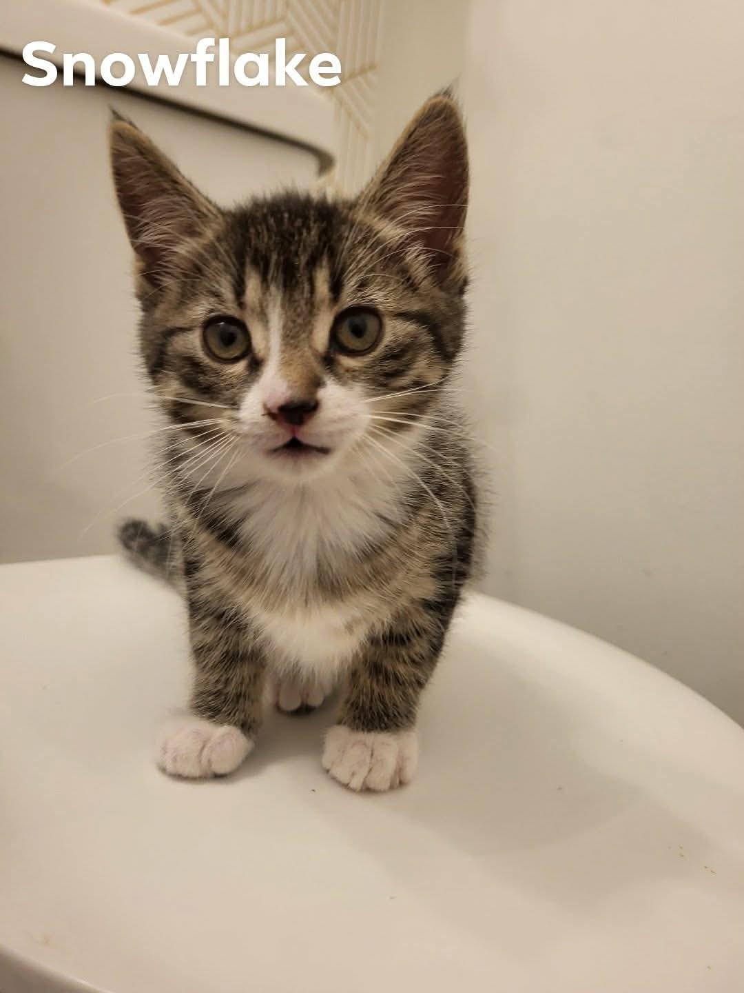 SNOWFLAKE, an adopted Domestic Short Hair in Tillsonburg, ON image 1/4