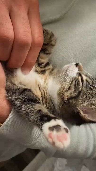 Enlarge SNOWFLAKE, an adopted Domestic Short Hair in Tillsonburg, ON video 4/4