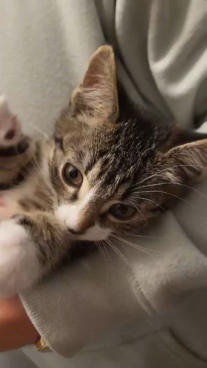 Enlarge SNOWFLAKE, an adopted Domestic Short Hair in Tillsonburg, ON video 3/4