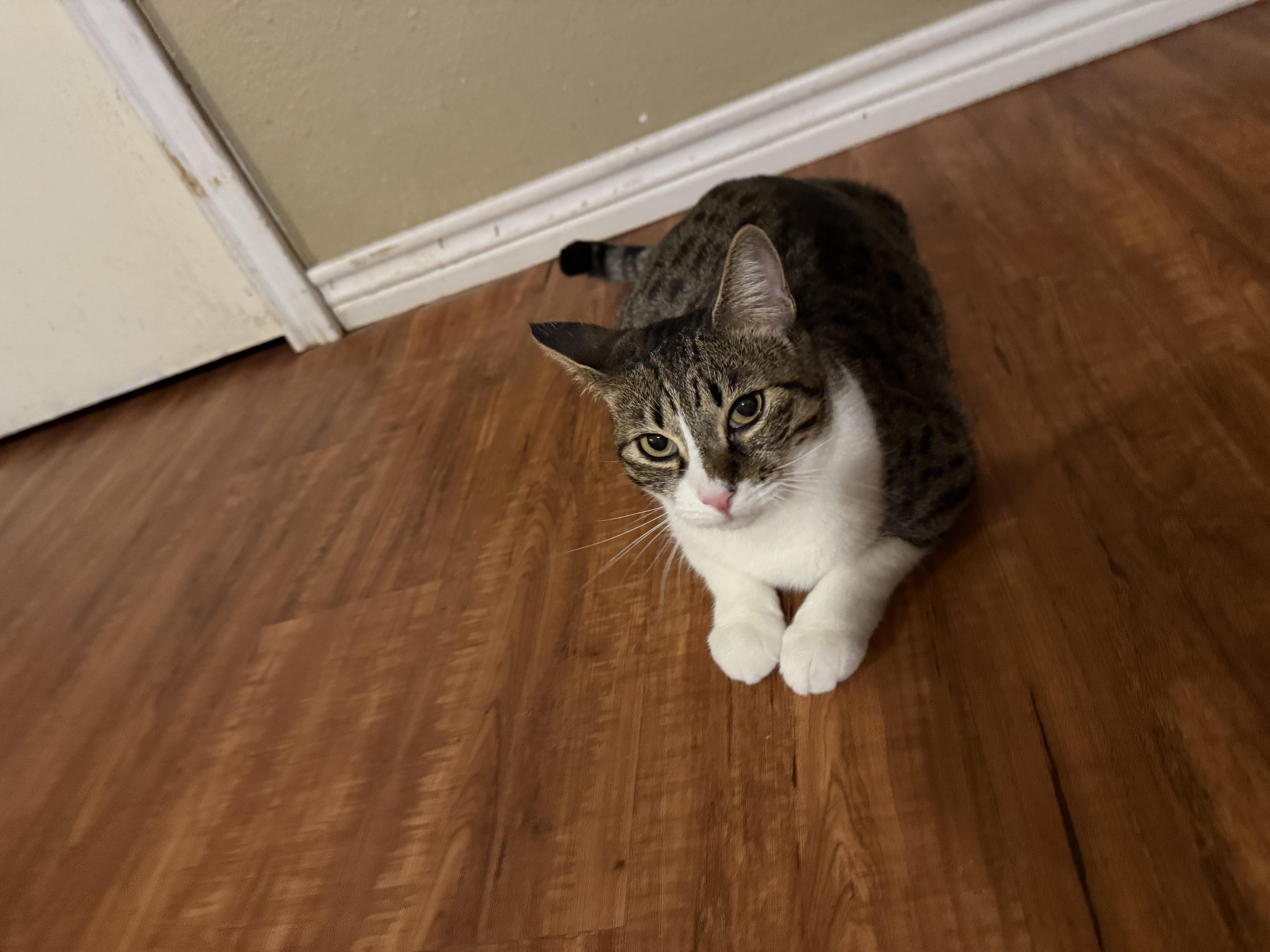 Enlarge Mia, a ADOPTABLE mixed breed in Houston, TX image 2/4