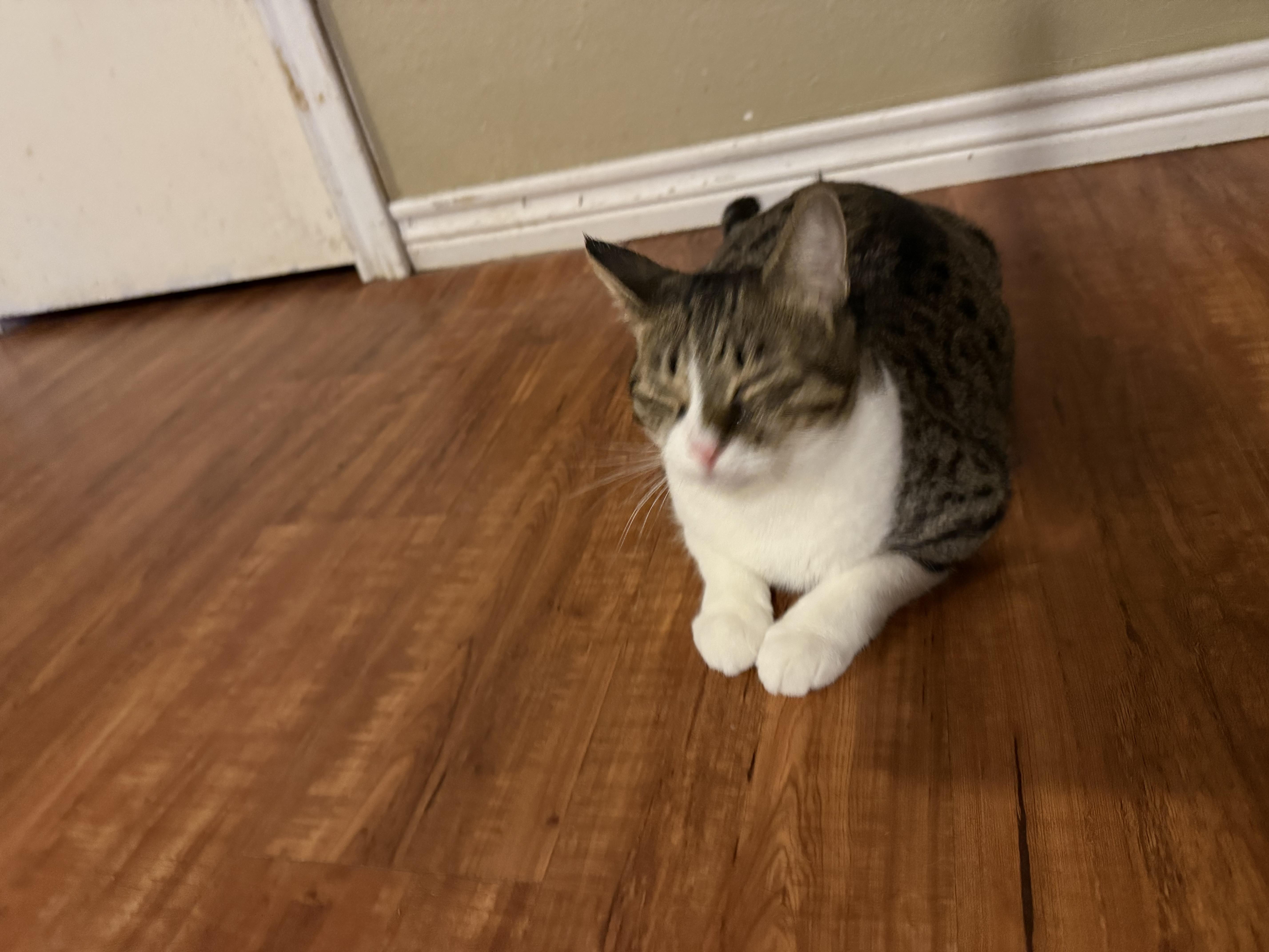 Enlarge Mia, a ADOPTABLE mixed breed in Houston, TX image 3/4