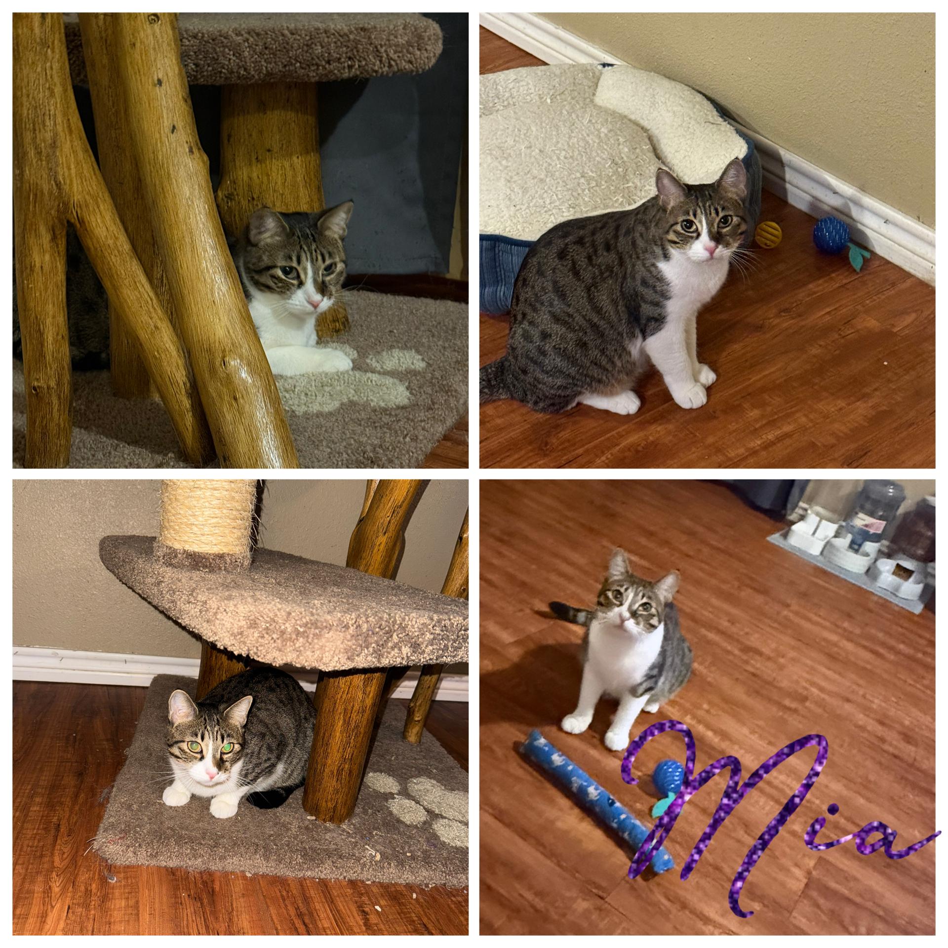 Mia, ADOPTABLE, Adult Female Domestic Short Hair & Tabby.