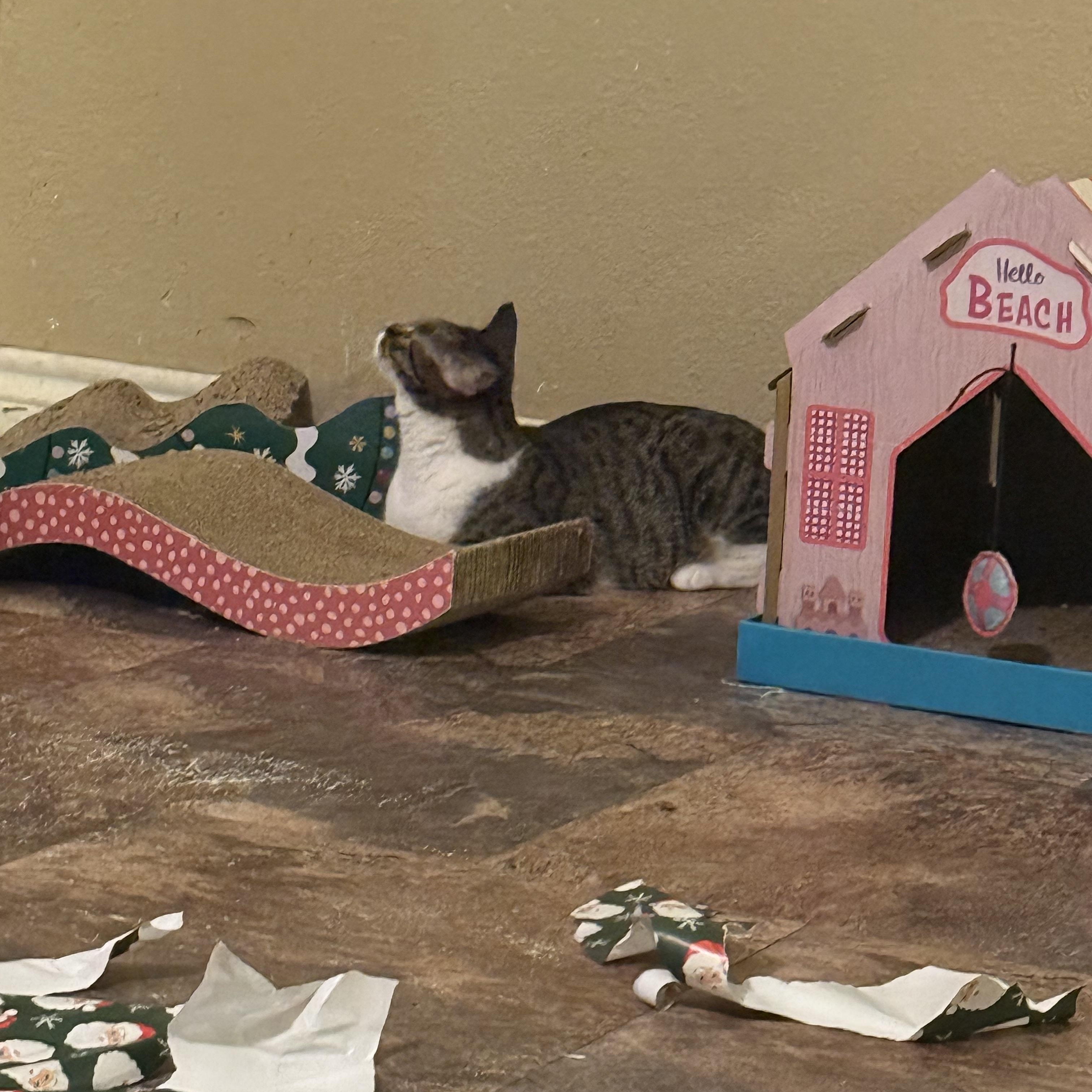 Enlarge Mia, a ADOPTABLE mixed breed in Houston, TX image 4/4