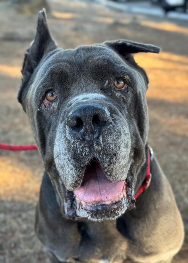 *ERNIE, Adoptable, Senior Male Cane Corso.