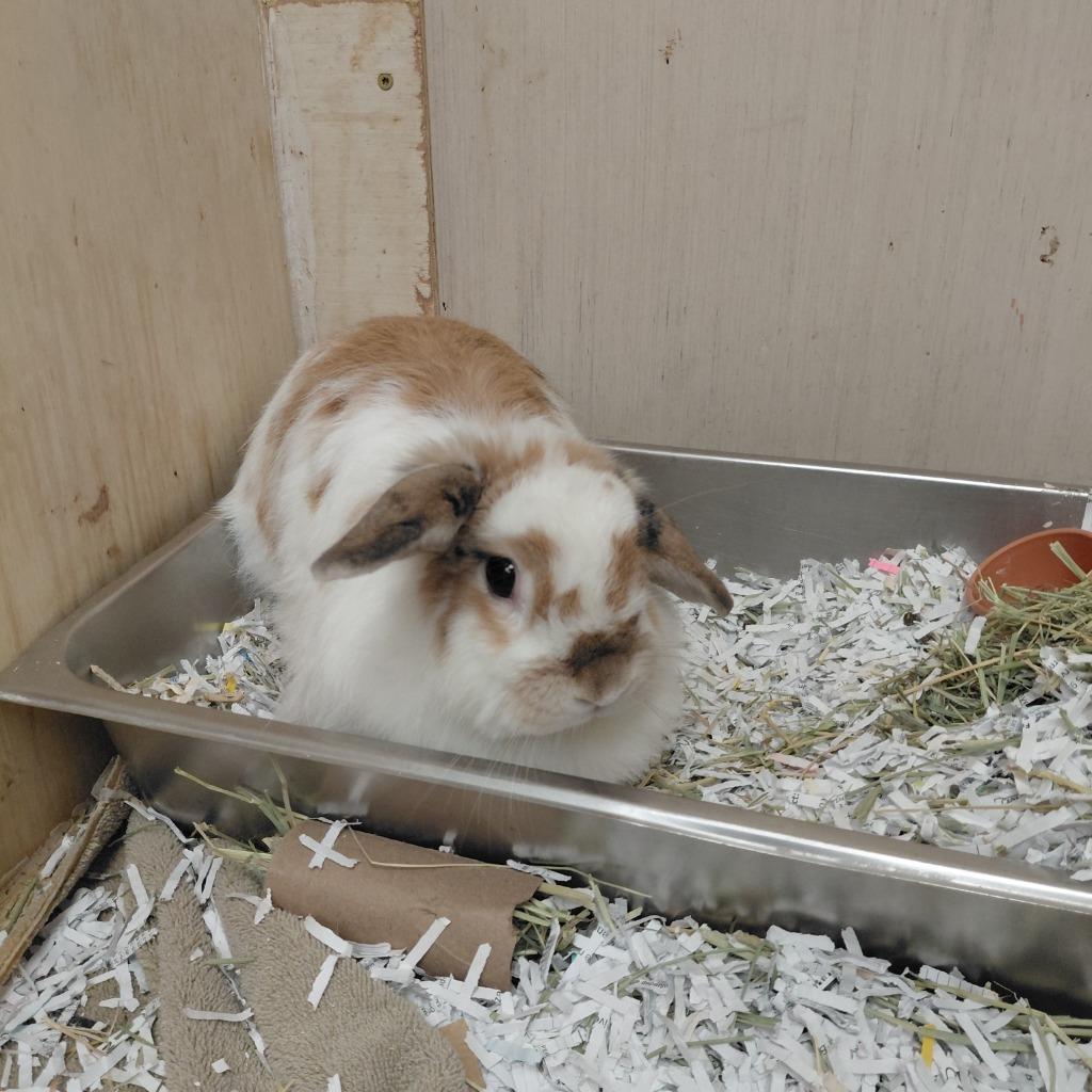 Benji, Adoptable, Adult Female American.