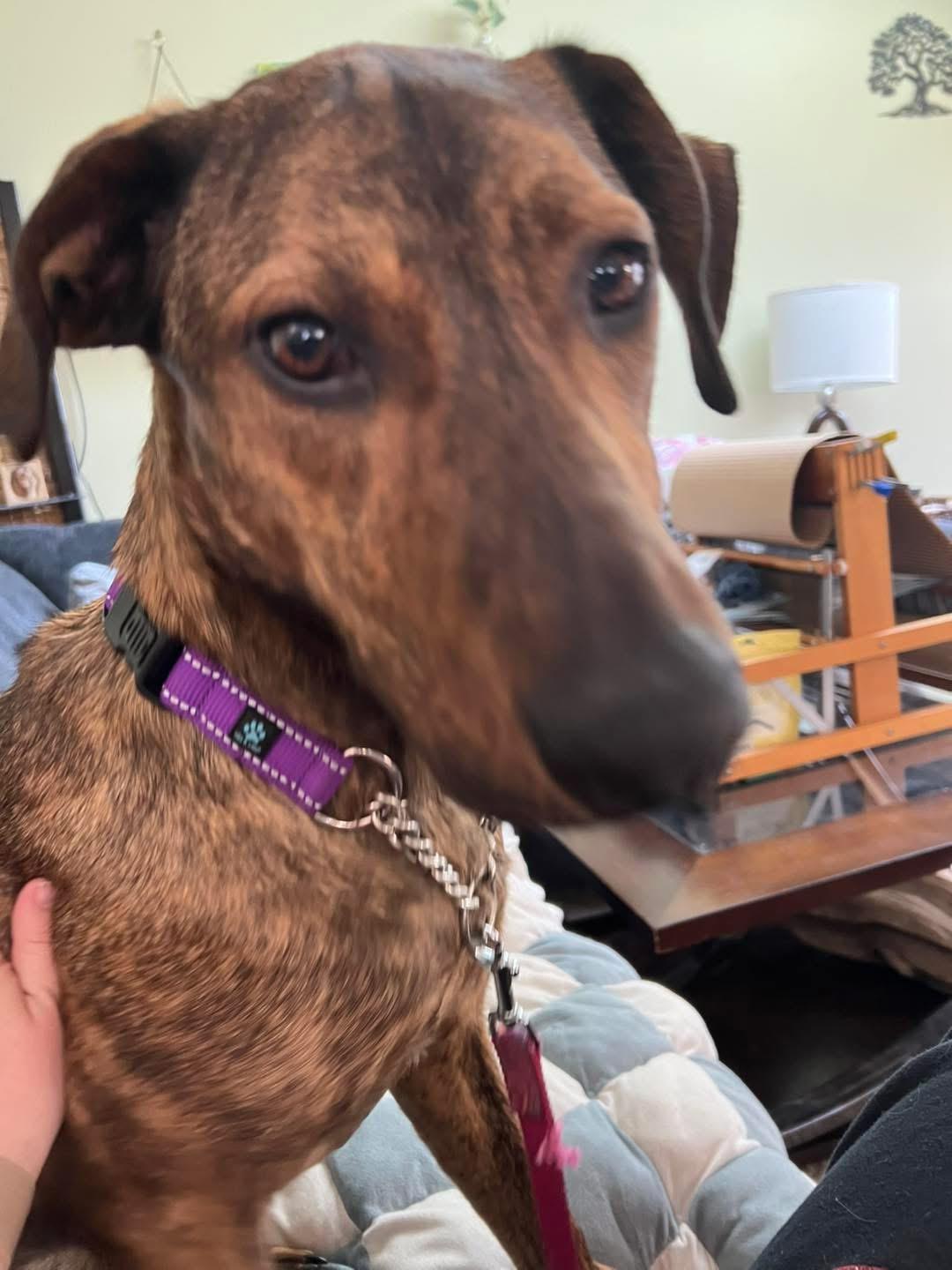 Enlarge Donut, a ADOPTABLE mixed breed in Eugene, OR image 2/2