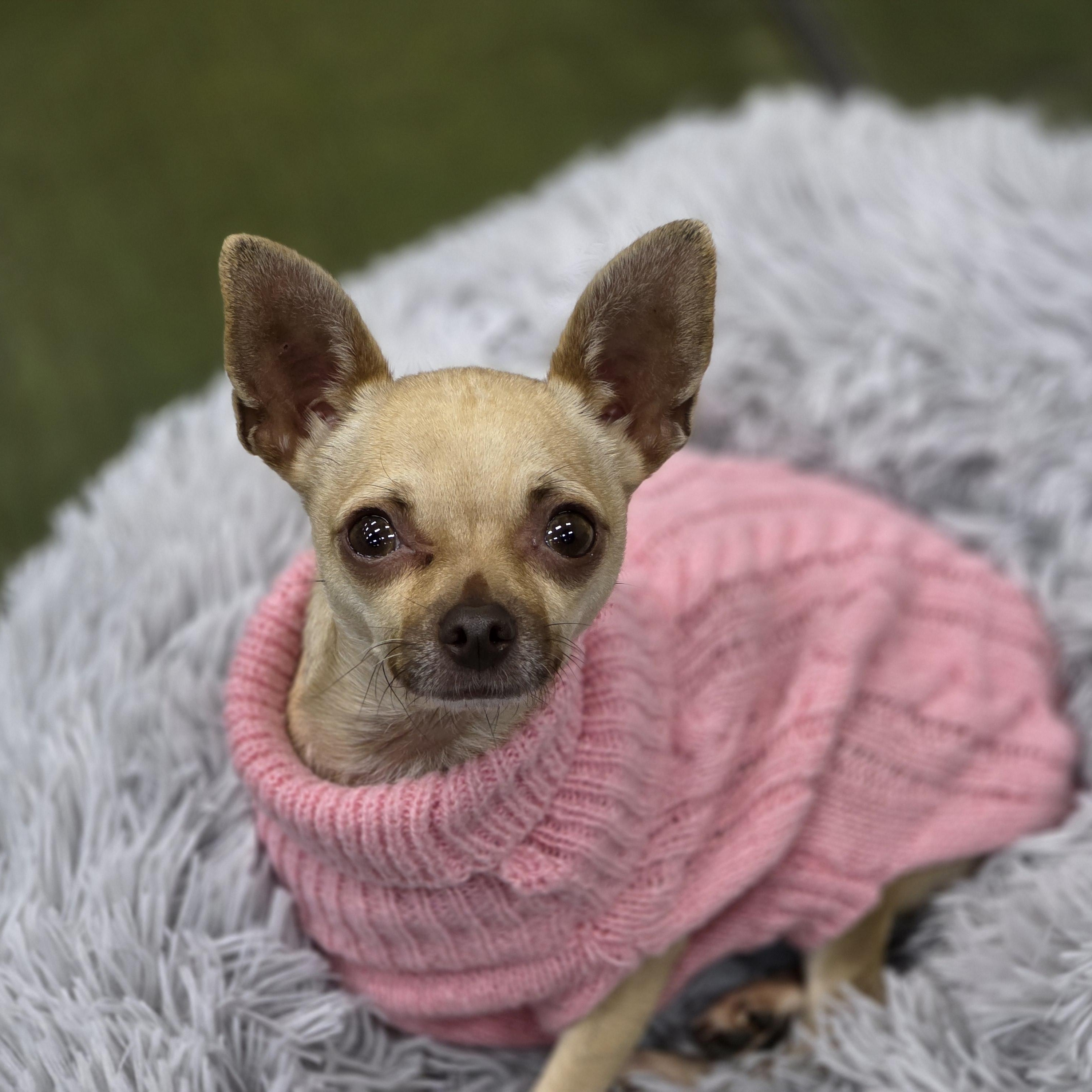 Enlarge Baylen, a ADOPTABLE Chihuahua in Clovis, CA image 3/3