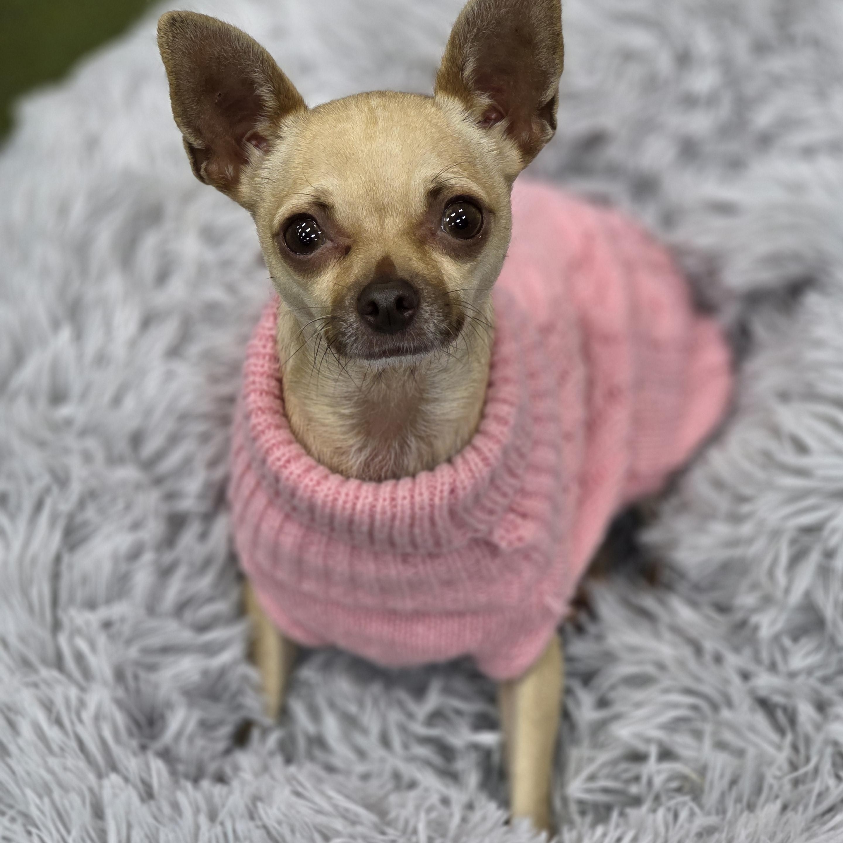 Enlarge Baylen, a ADOPTABLE Chihuahua in Clovis, CA image 1/3
