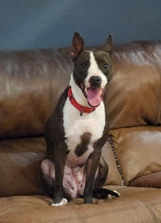 Crystal, a Adoptable mixed breed in Houston, TX image 3/5