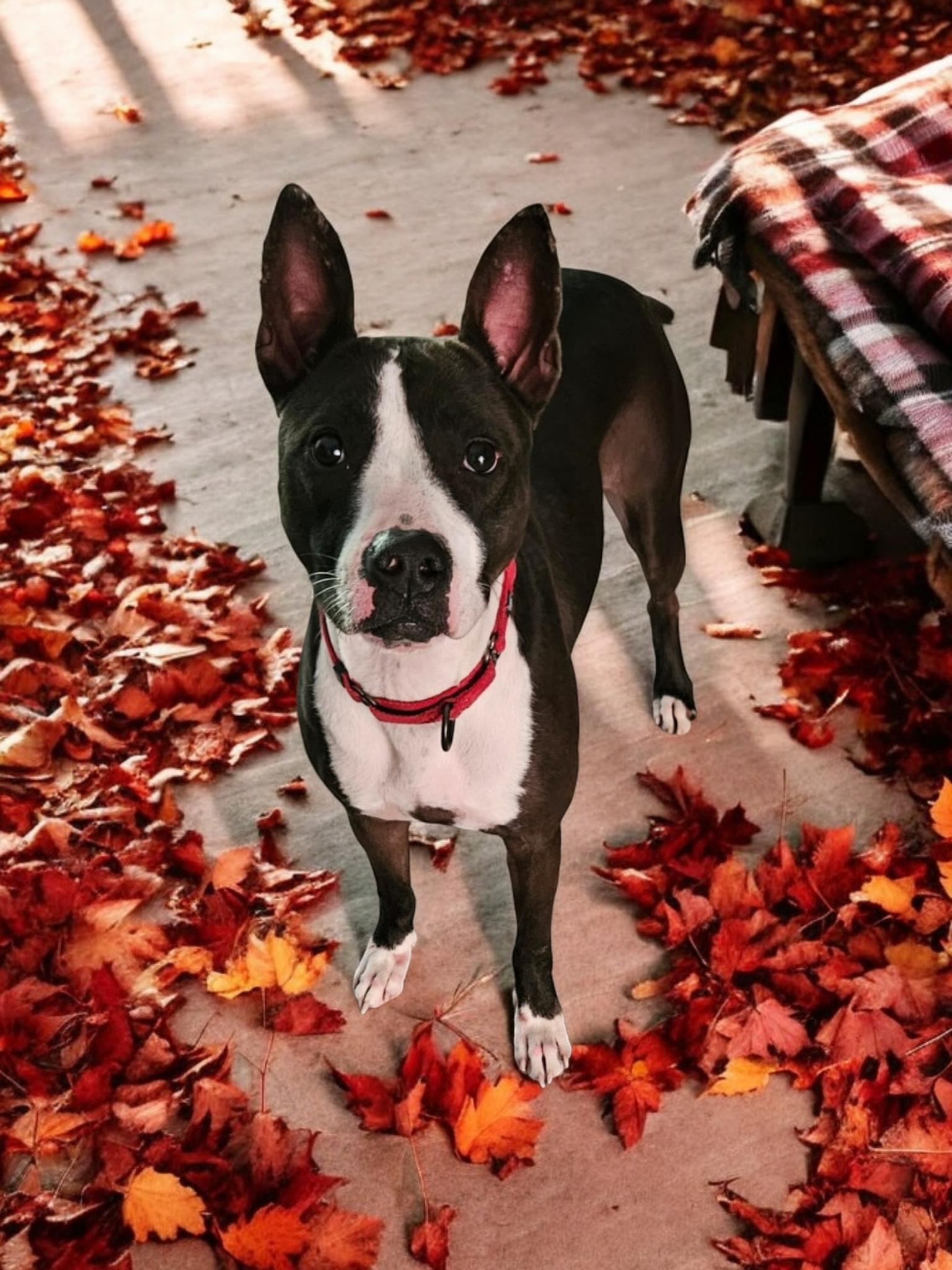 Crystal, a Adoptable mixed breed in Houston, TX image 5/5