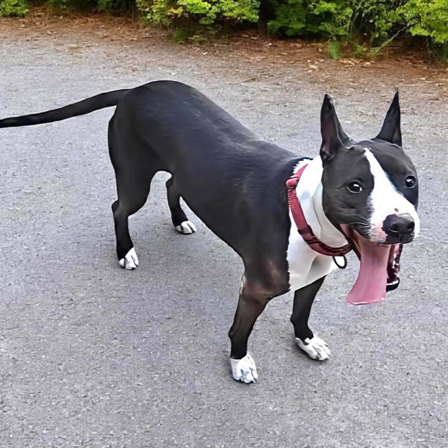 Crystal, Adoptable, Young Female Pit Bull Terrier.