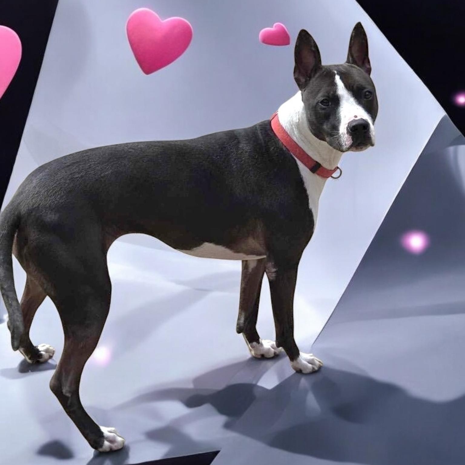 Crystal, a Adoptable mixed breed in Houston, TX image 4/5