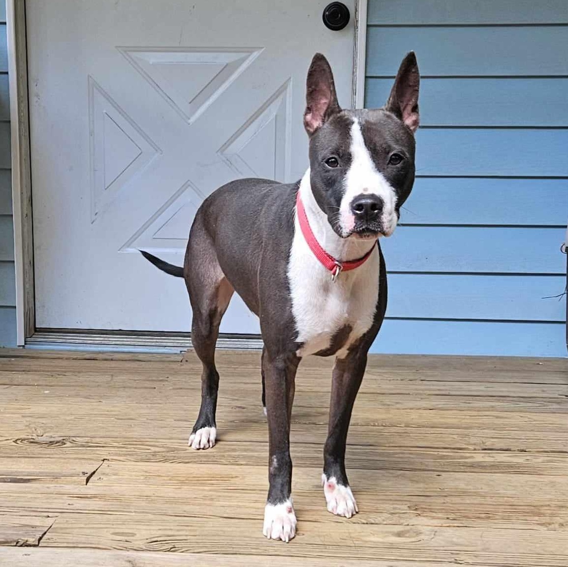 Crystal, a Adoptable mixed breed in Houston, TX image 2/5