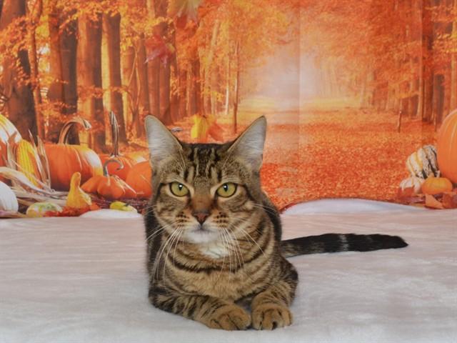 Enlarge JIXI, a Adoptable mixed breed in Oroville, CA image 1/1