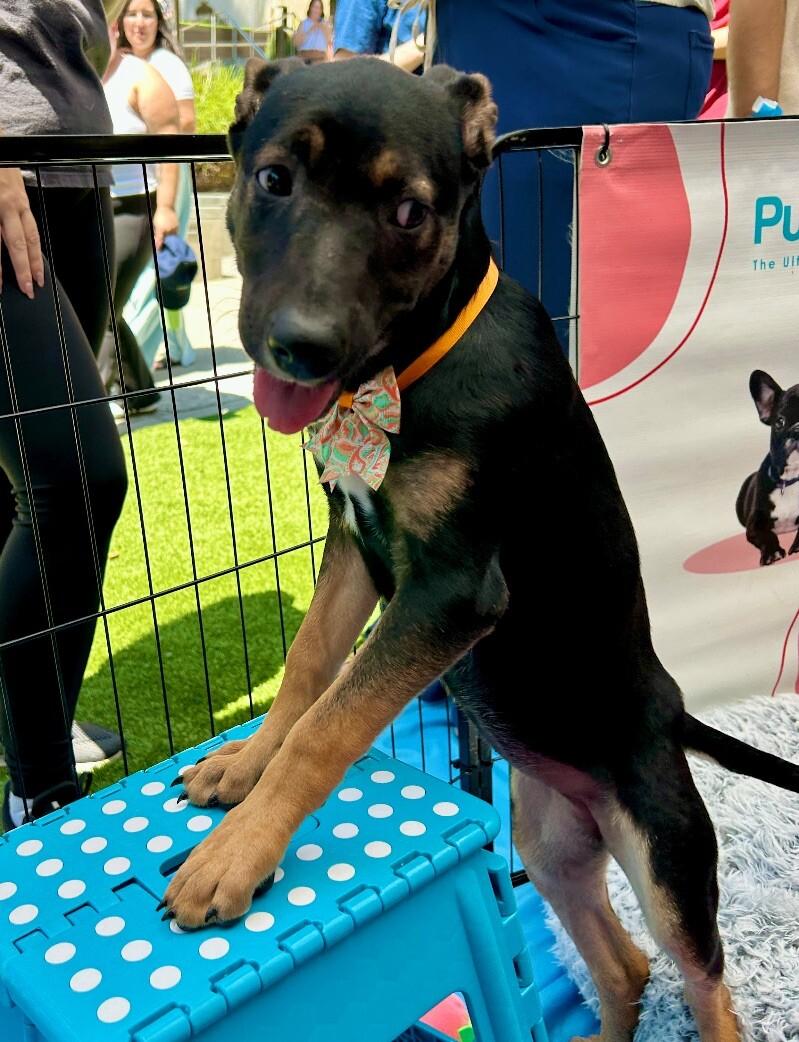 Kira, Adoptable, Puppy Female Shepherd & Mixed Breed.