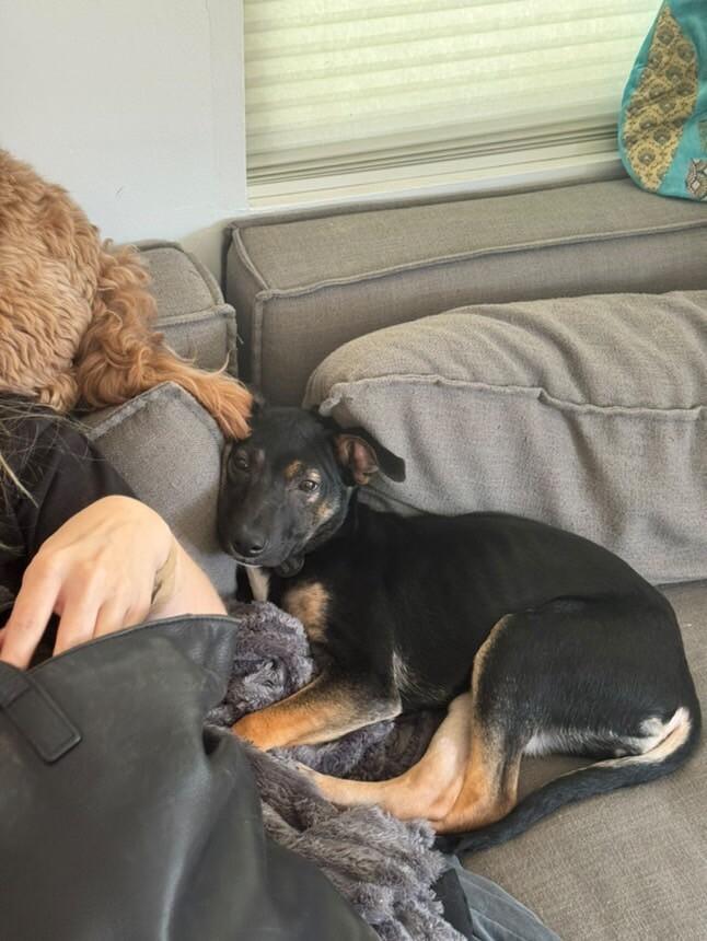 Enlarge Kira, a Adoptable mixed breed image 2/6