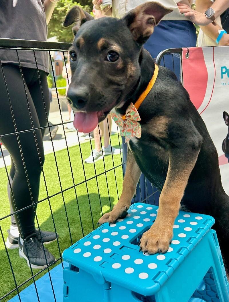 Enlarge Kira, a Adoptable mixed breed image 3/6